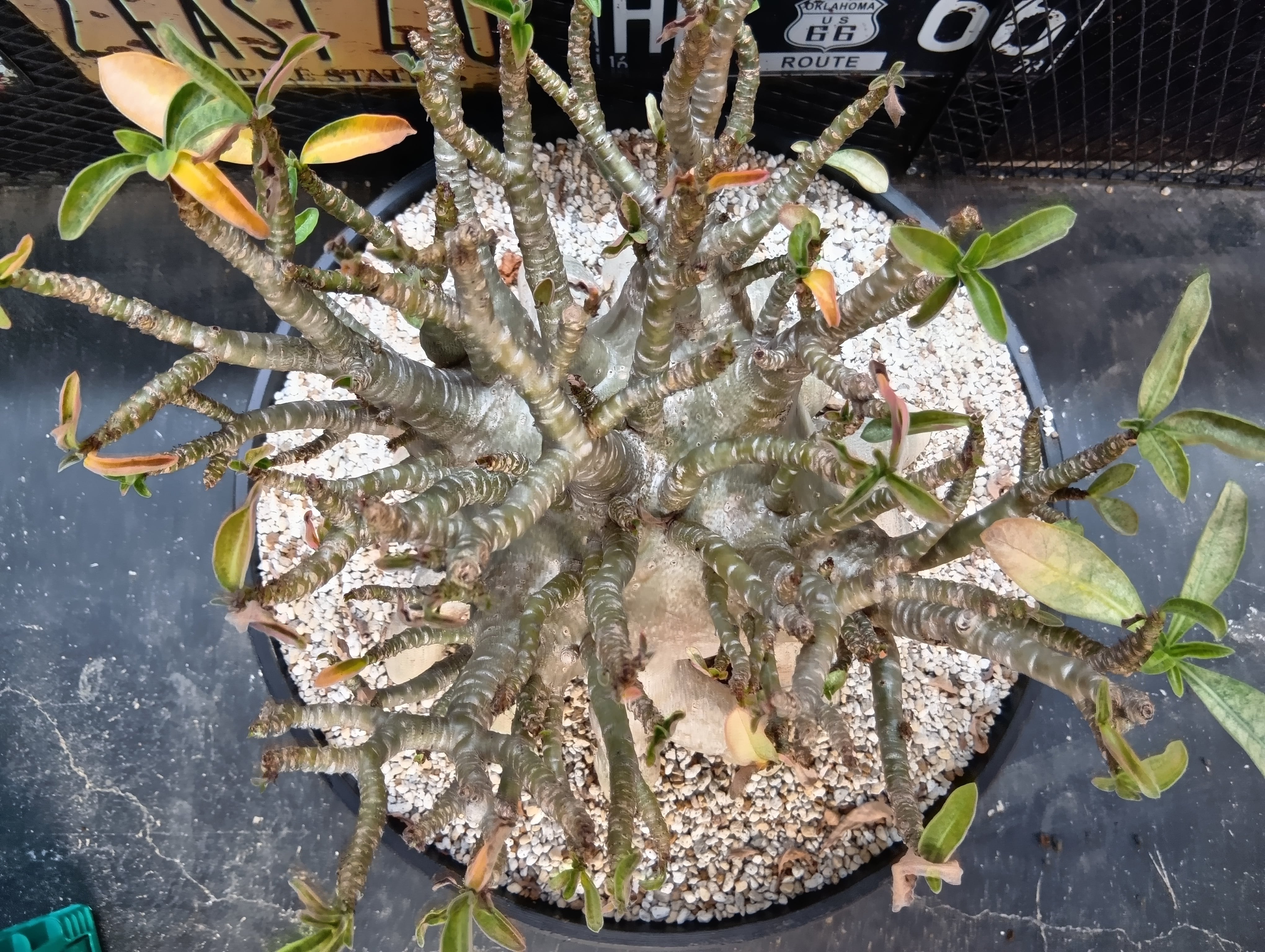 アデニウム アラビカム 巨大 発送は抜き苗 | Buenaplant