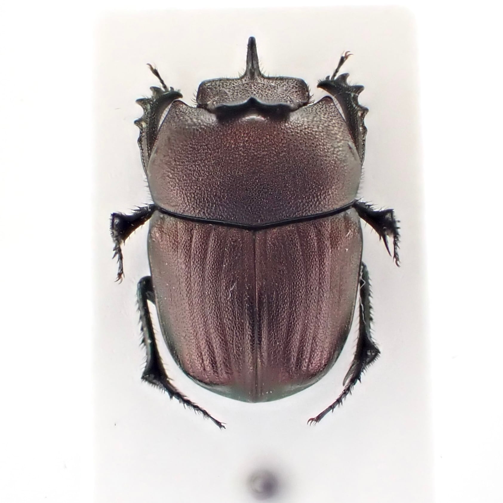 ブルキナファソ産 Phalops batesi ♂ 11mm 銅 | 昆虫標本 Diggers