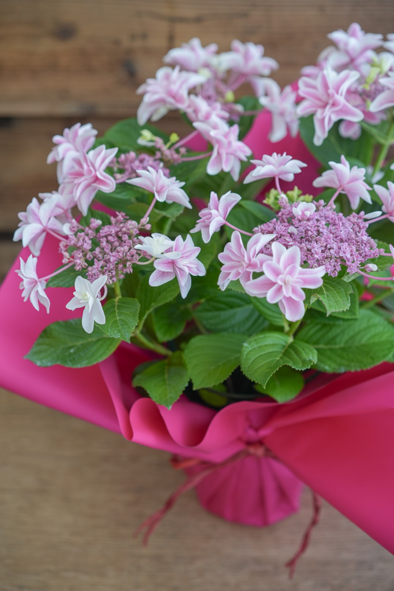 【送料無料でお届け】紫陽花 "獅子王" 5号ポット