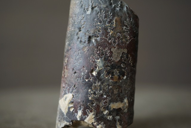 サウスダコタ州産バキュリテス化石 Baculites sp. 1523