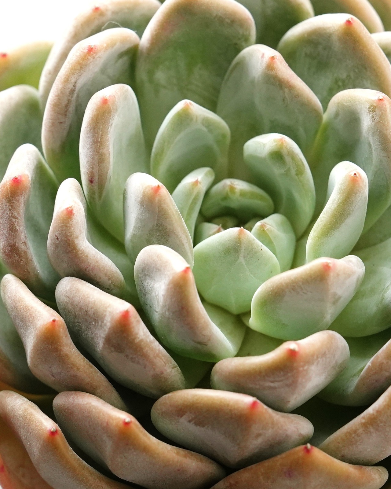 発根済カット苗 白無常 XL Echeveria 'White Useless'