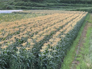 【まるで梨のような甘さ】淡路島産 白いとうもろこし（ホワイトコーン）20本 産地直送