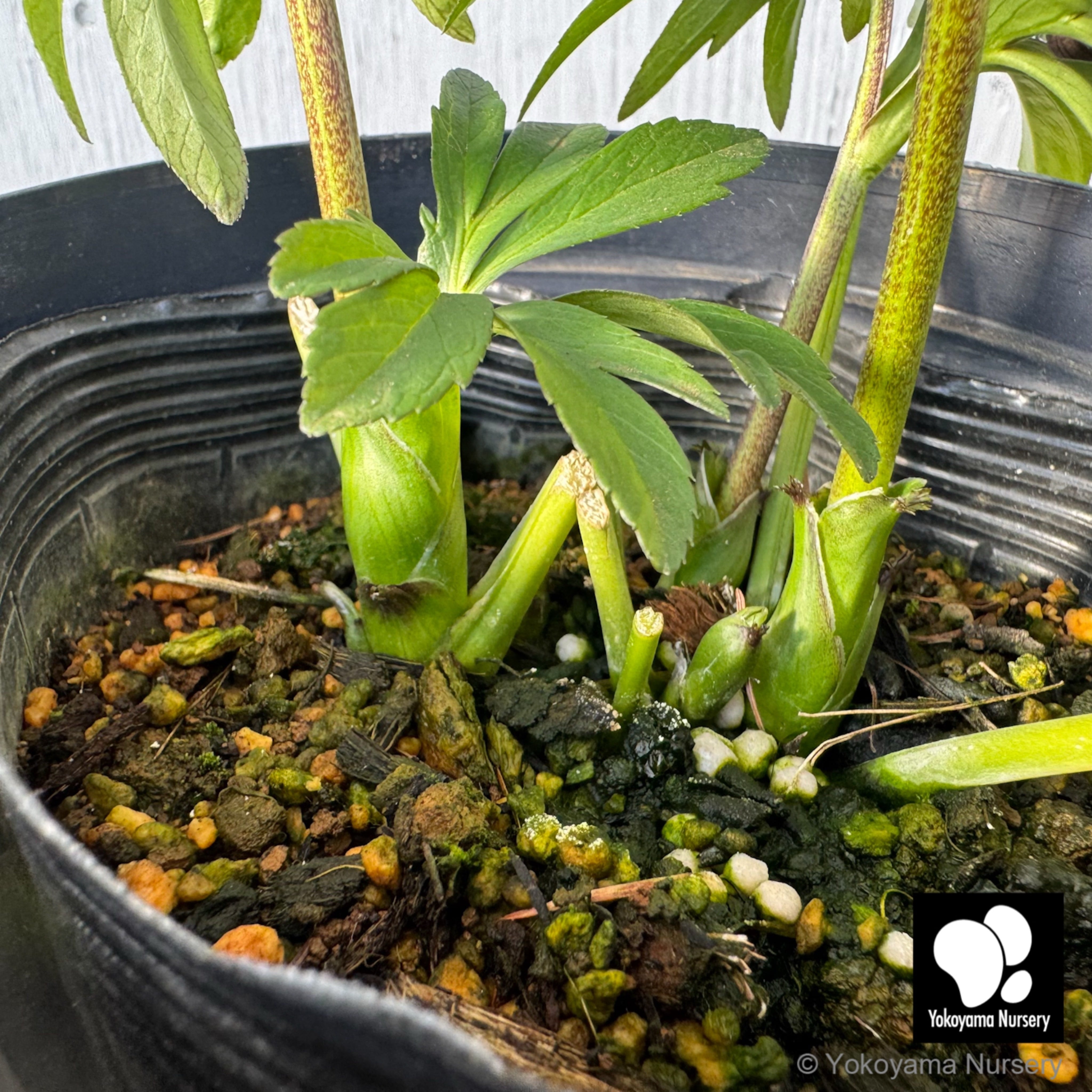 抽選販売】［21］ クリスマスローズ ベビードール グレー 4.5号 深