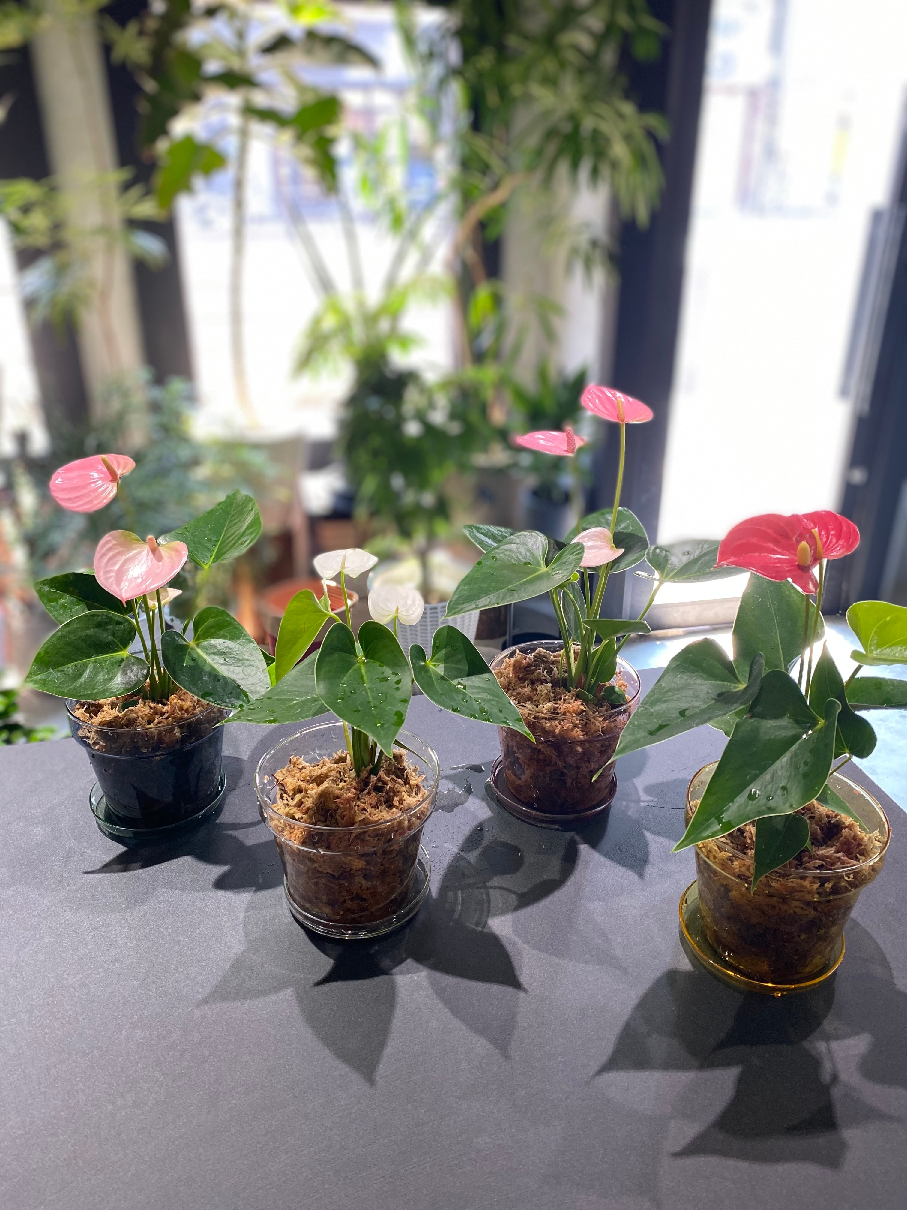 植木鉢 | Kazua Online Store 植木鉢 | Kazua Online Store