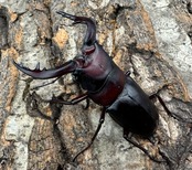 《クロシマノコギリ 63mm ♂♂♀トリオ》