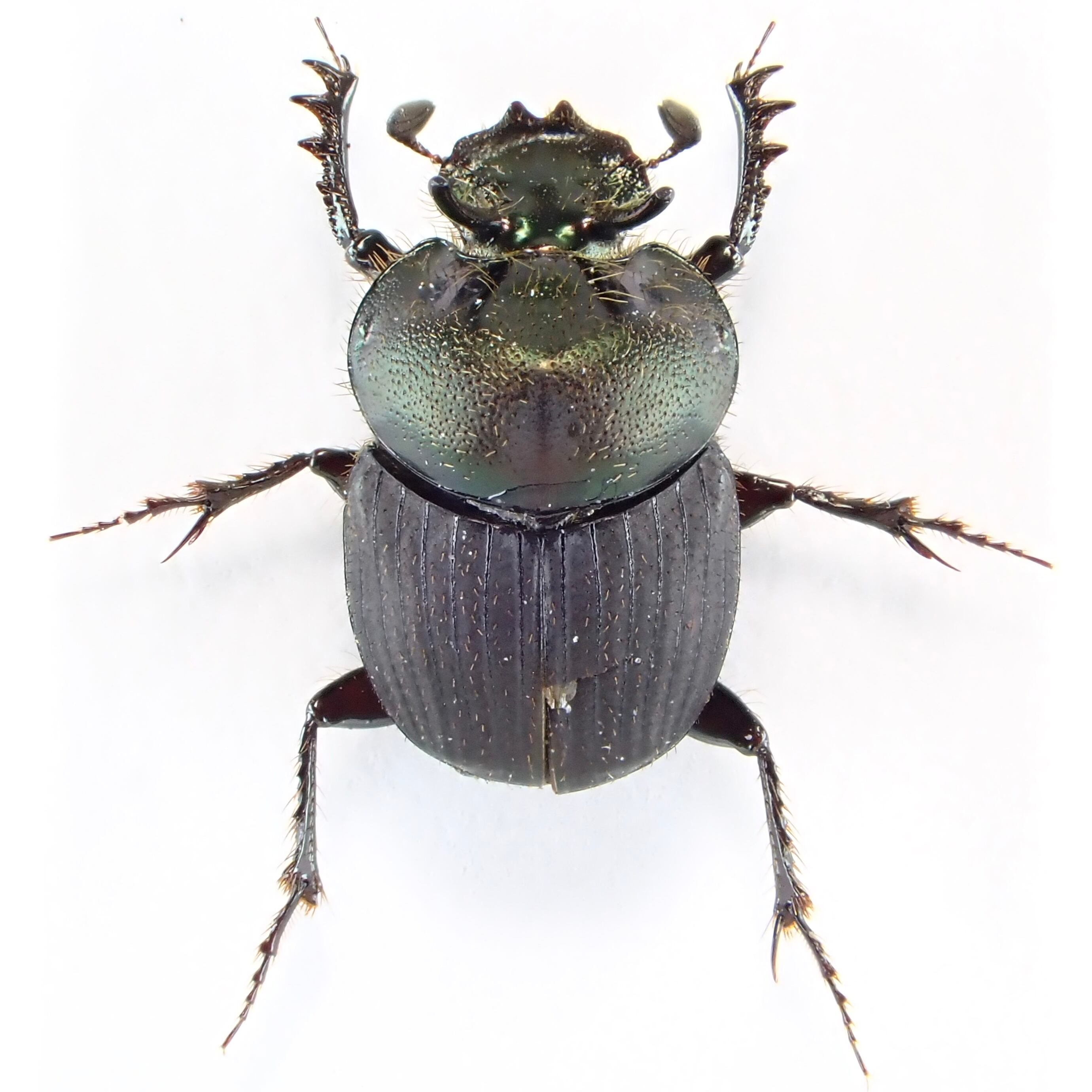 オーストラリア産 Onthophagus sp. ♂ 7mm | 昆虫標本 Diggers & Rollers