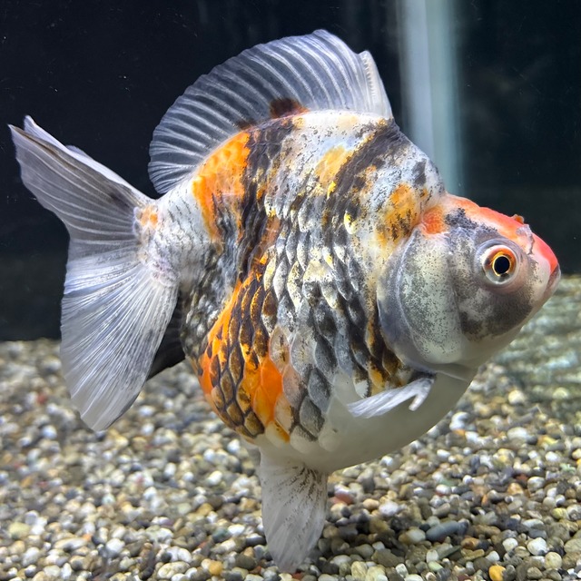 だるま琉金　トリカラー　１３ｃｍ