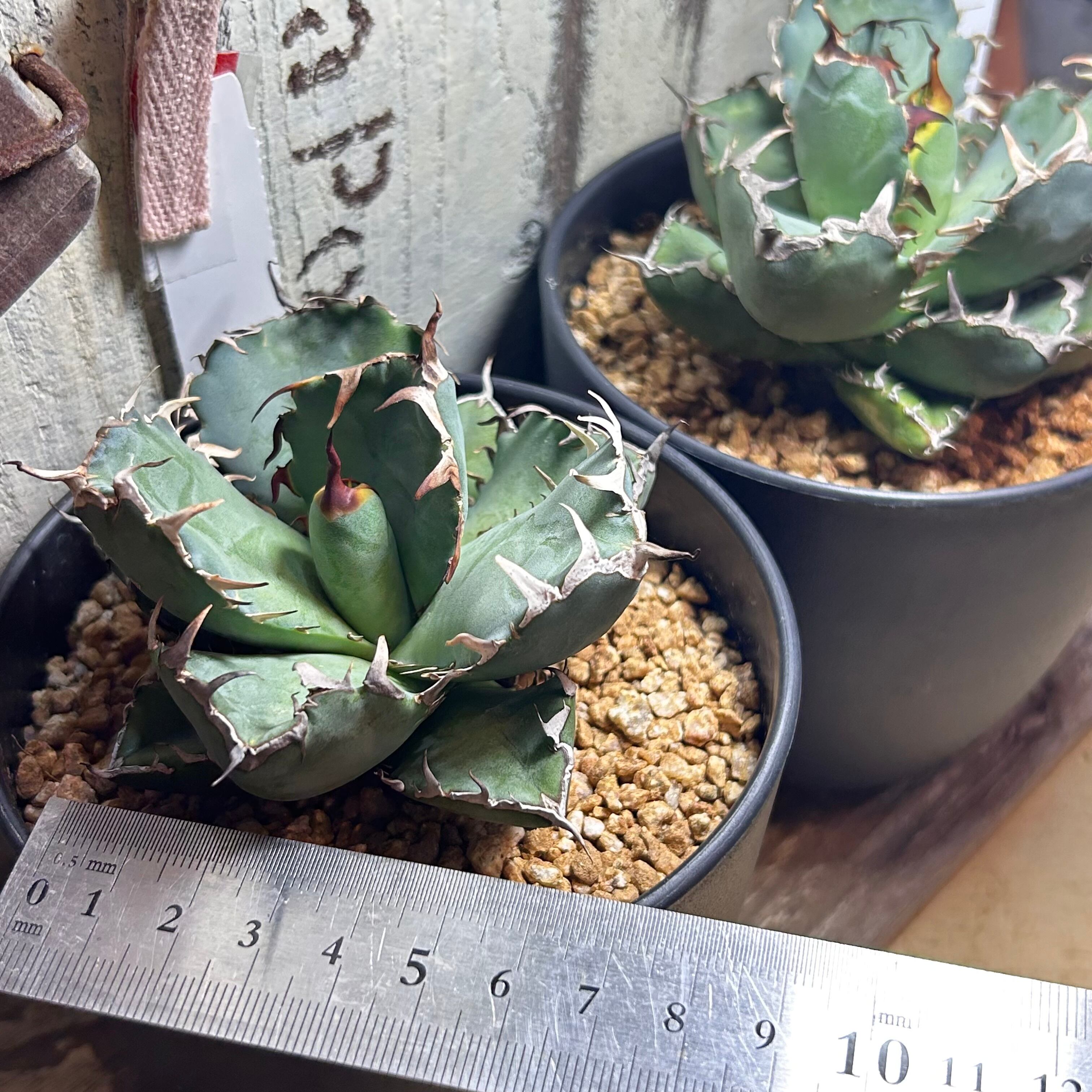 T)アガベ チタノタ 黒鯨 | RuPo 多肉植物専門店
