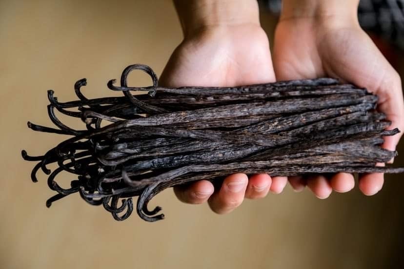 BonBon Vanilla】台湾産オーガニックバニラビーンズ Aグレード・お買得