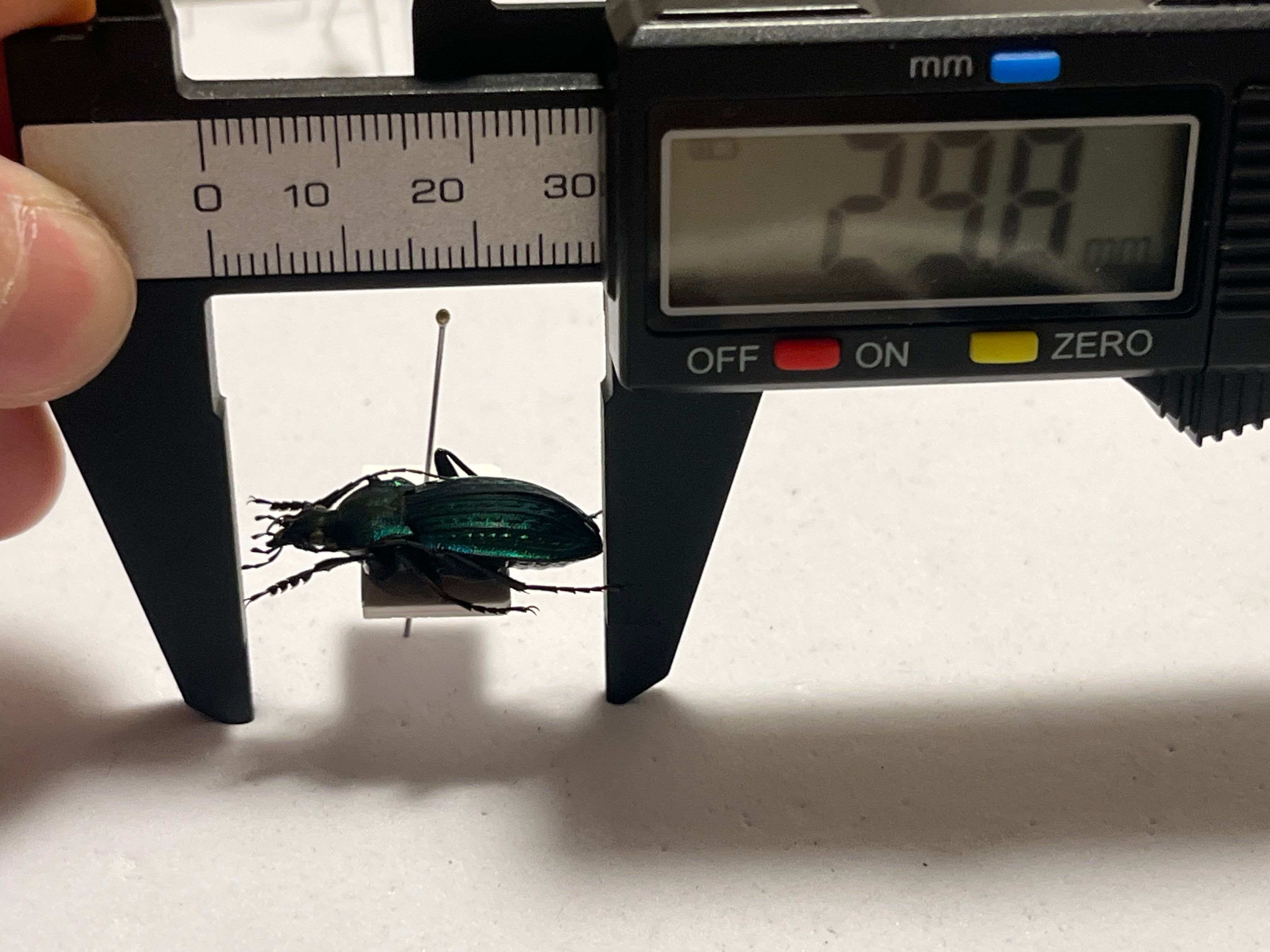 29mm】コブスジキンイロオサムシ エリスカブリモドキ オサムシ標本
