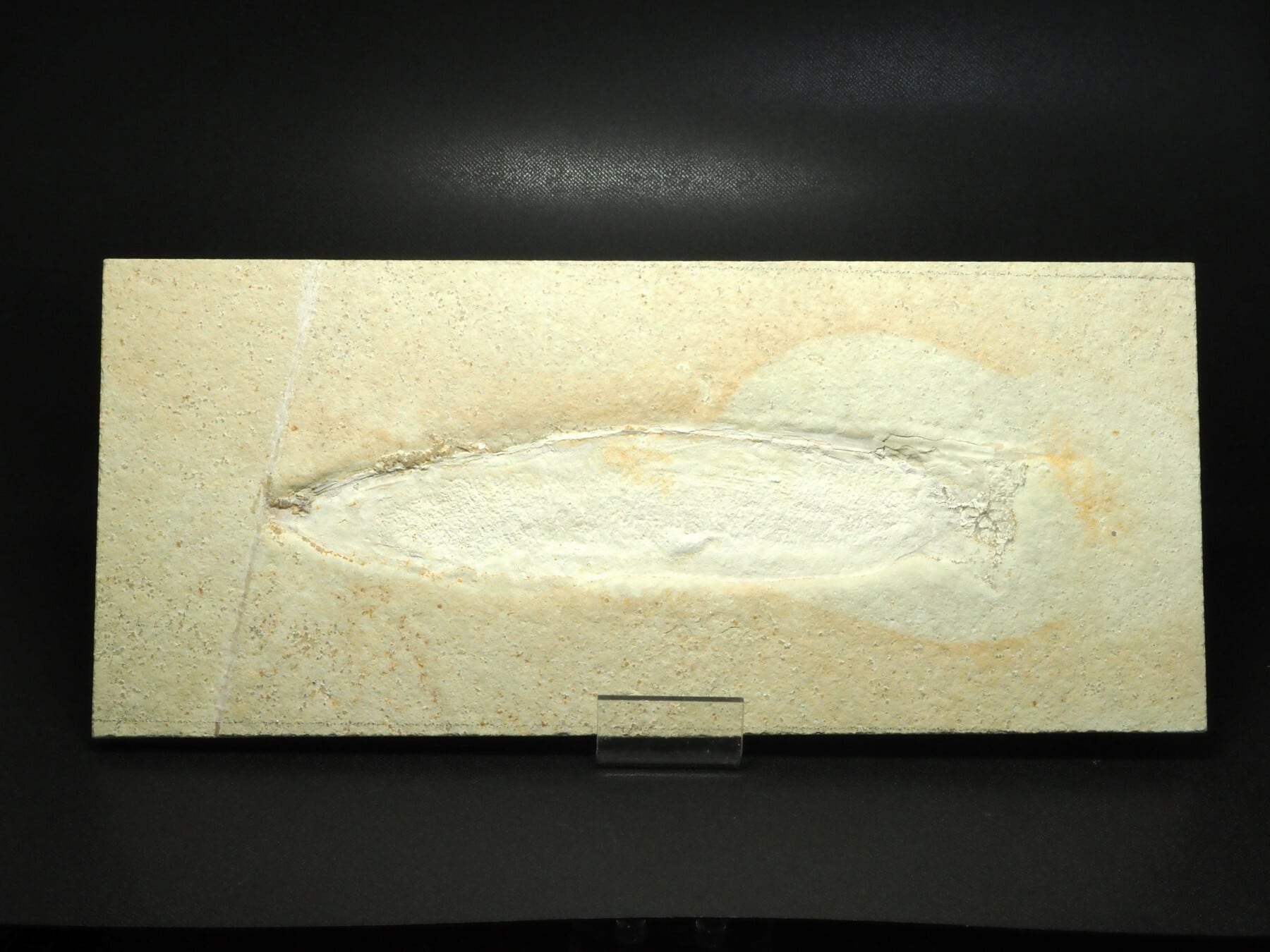 イカ！烏賊の化石【Plesioteuthis prisca】【779 g】ドイツ