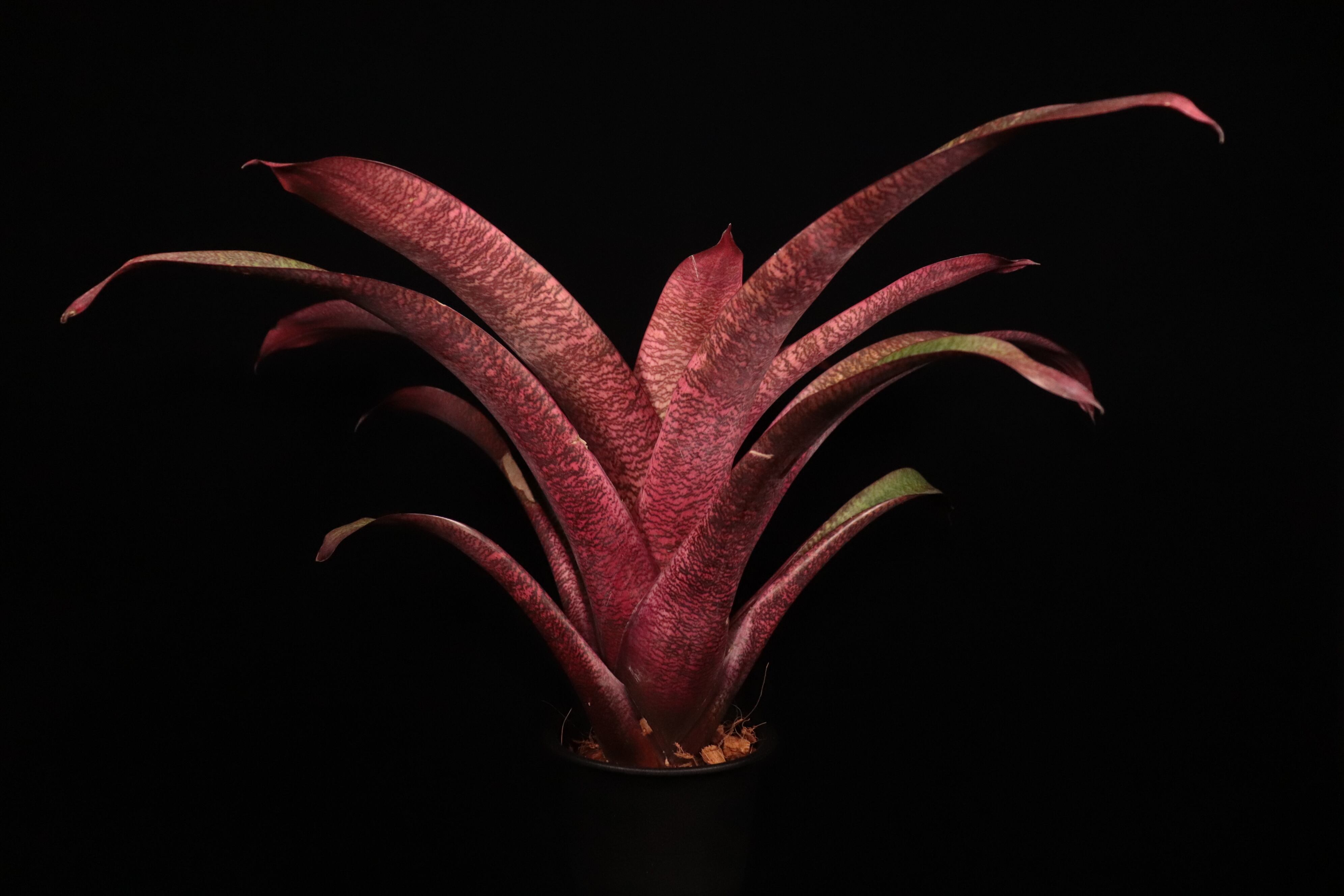 reserved】Vriesea 'Ice Snow Berries' x 'Living in Paradise' #1