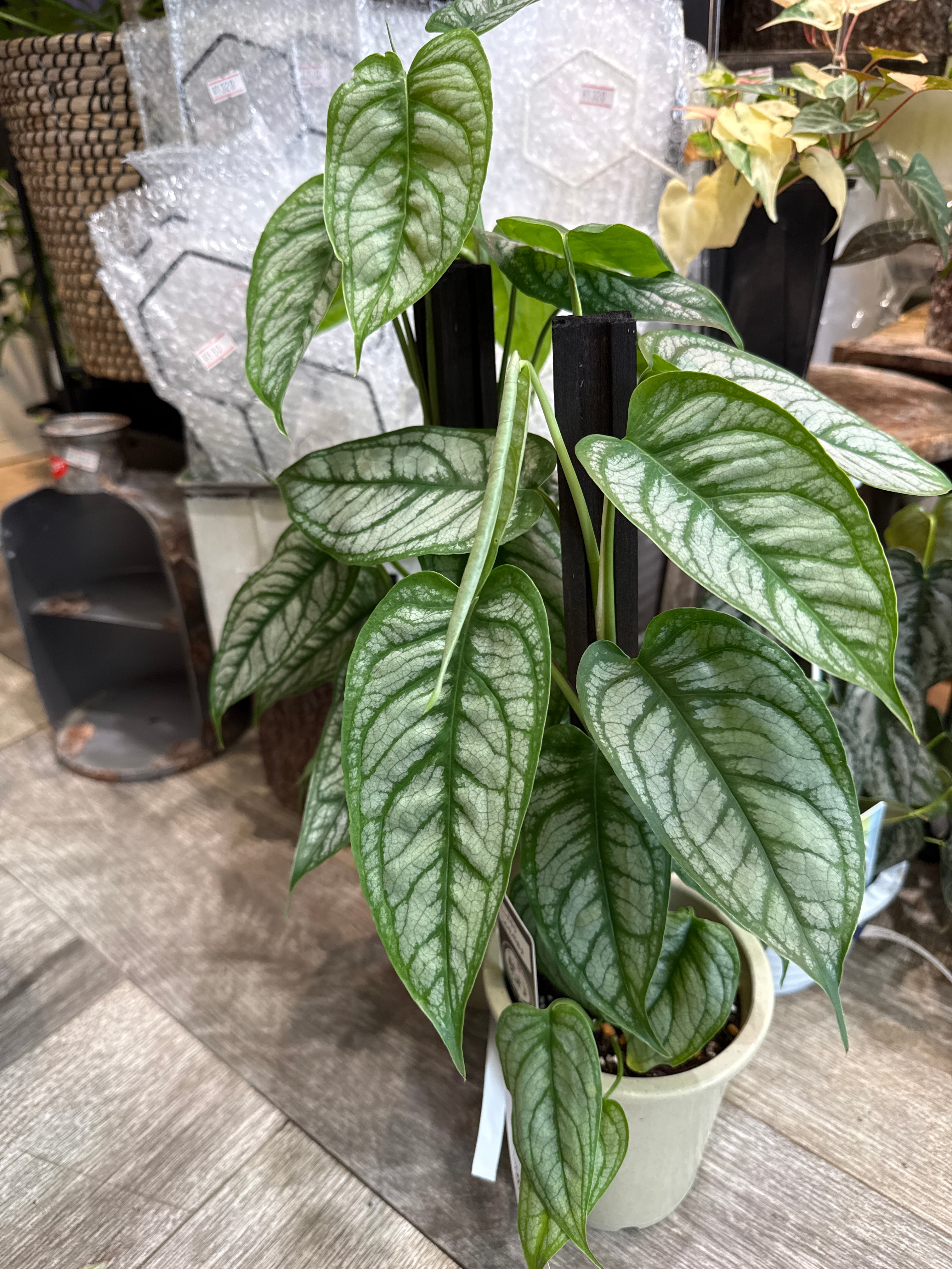 アグラオネマ タイスノーフレークス | Gardenえん 【観葉熱帯植物】