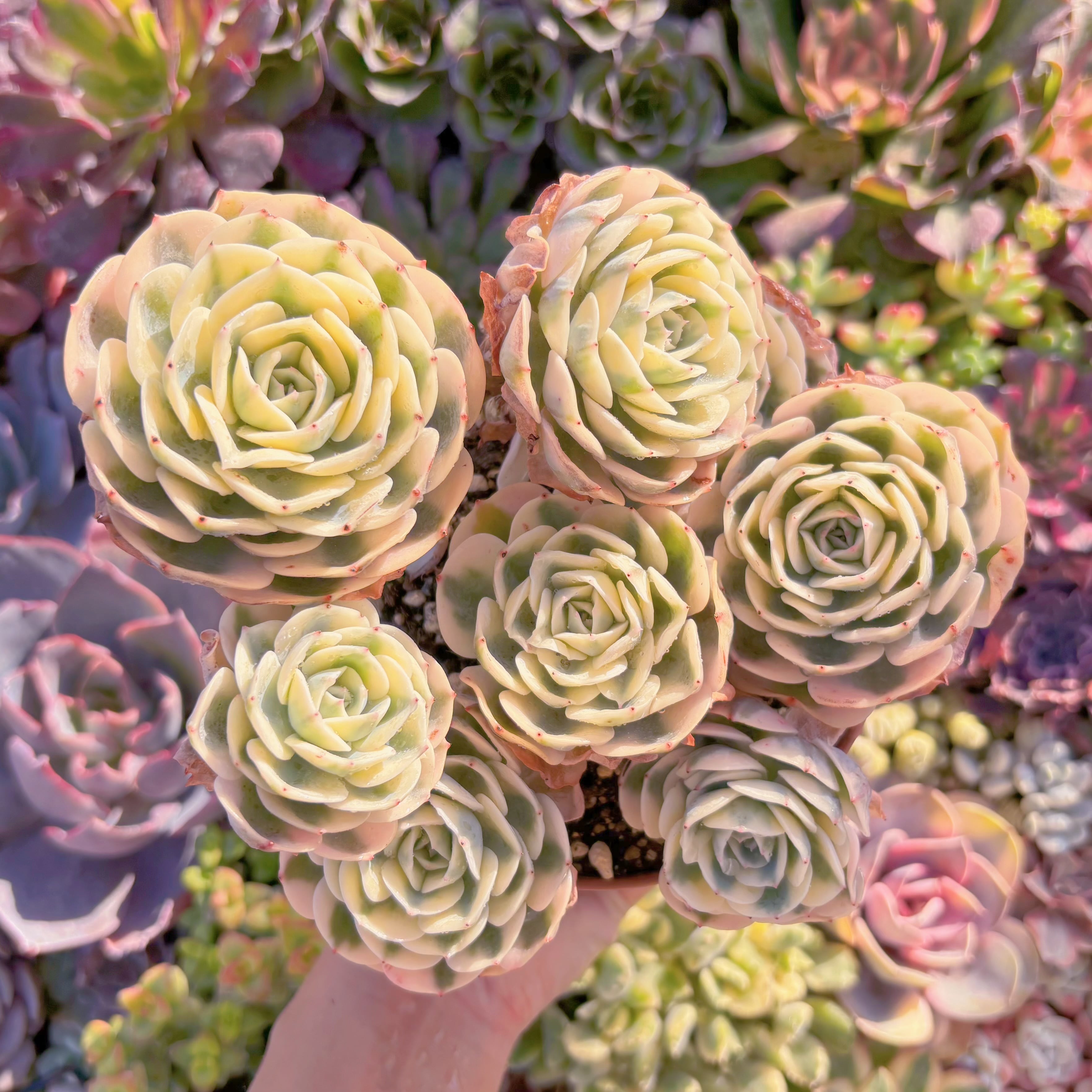 現品　ルノーディーン錦 #M016　特大群生　超美苗　新入荷　るる農園