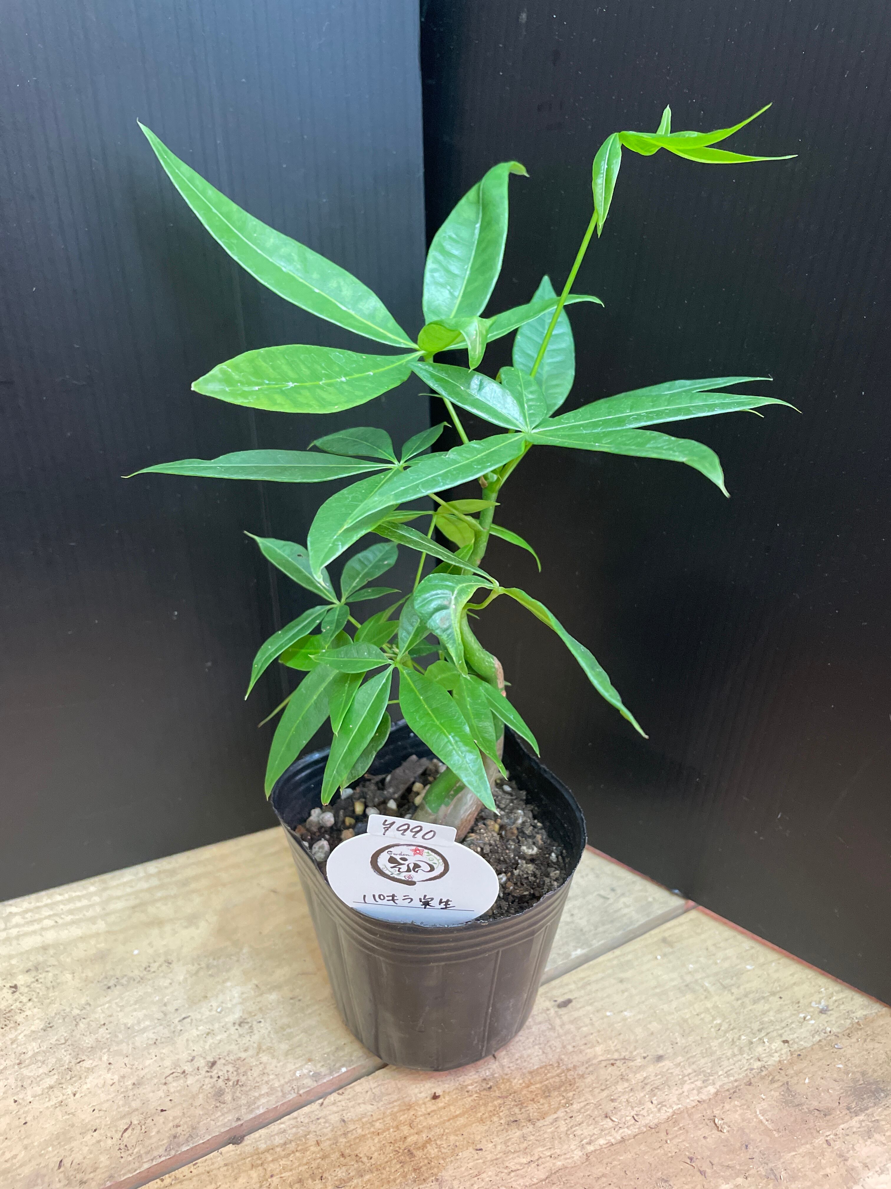 パキラ ミルキーウェイ 実生 大株（観葉植物】実生パキラ 1 鉢ごと 
