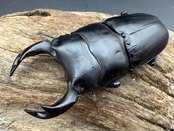 【アンバランス】《オオクワガタ 極太血統 70mm ペア》