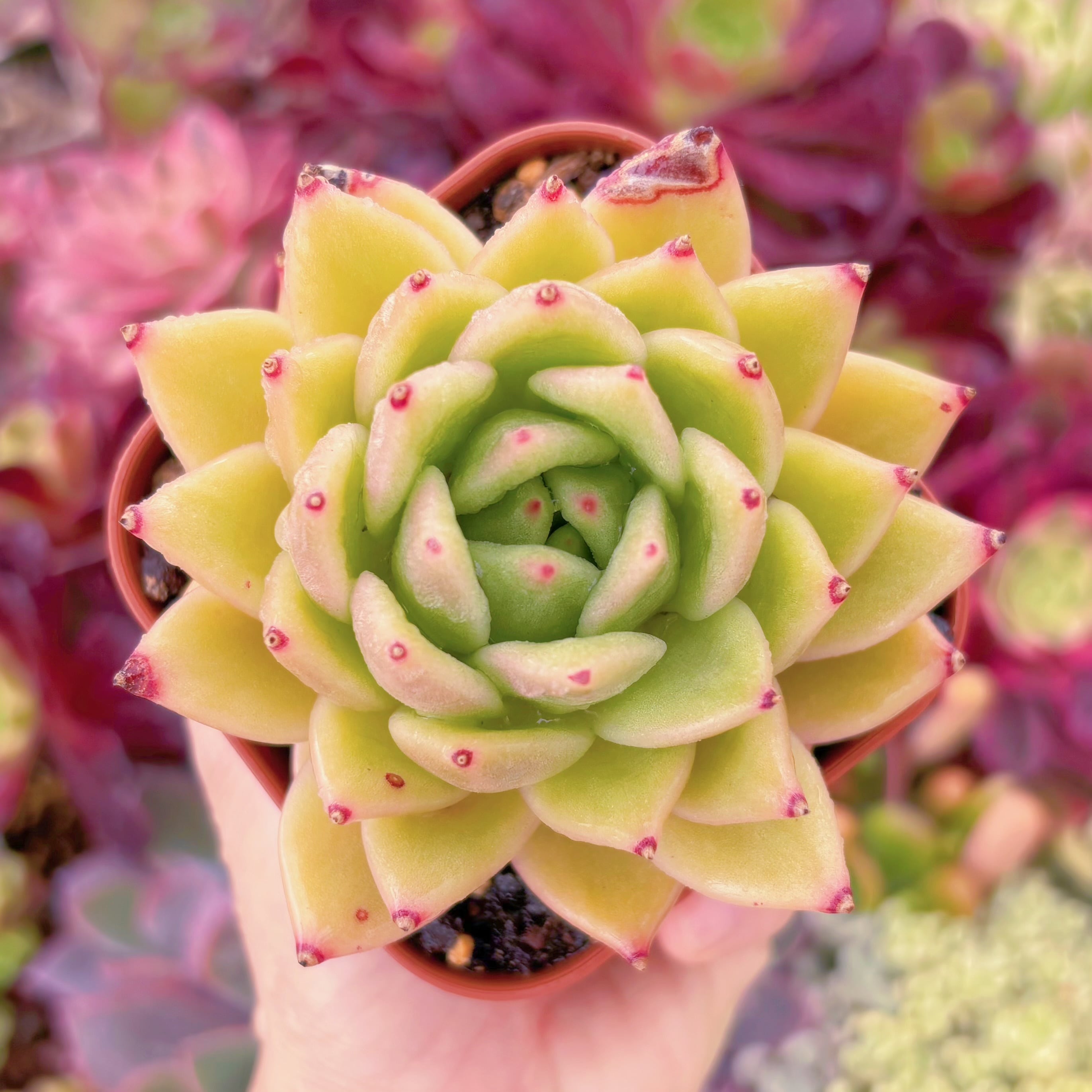 現品　ゴールドバニー#F082　るる農園