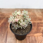 Euphorbia ‘Sotetsukirin’ variegata【ユーフォルビア・蘇鉄麒麟錦】