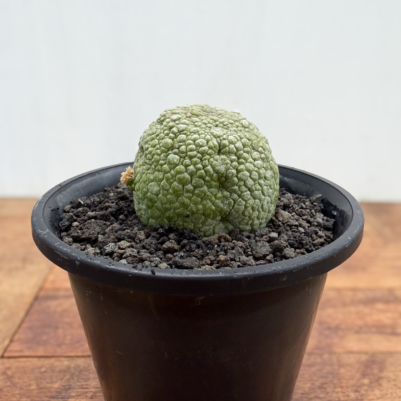 Pseudolithos migiurtinus 【プセウドリトス・ミギウルティヌス・実生】