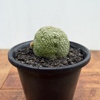 Pseudolithos migiurtinus 【プセウドリトス・ミギウルティヌス・実生】