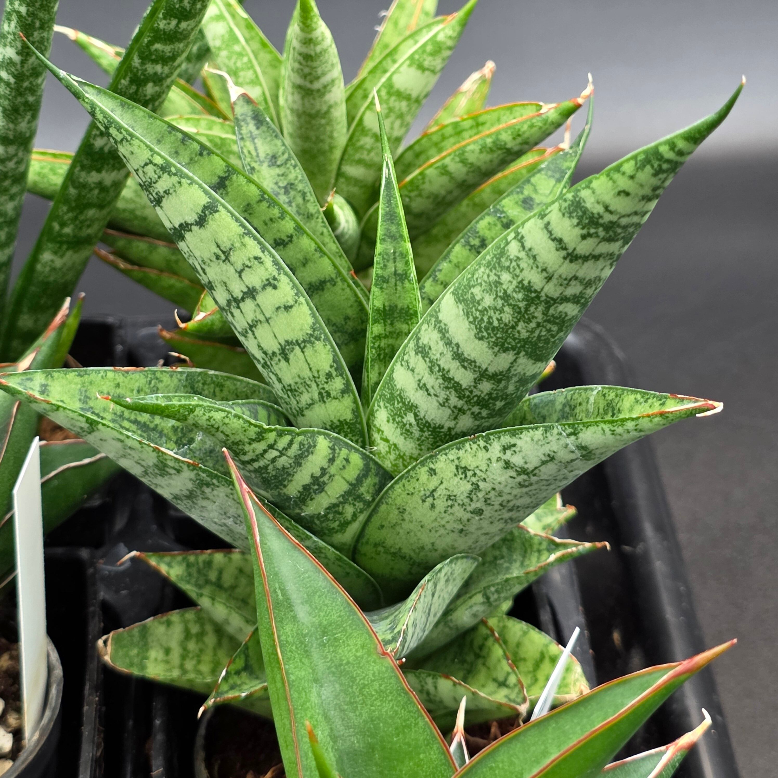 サンスベリア 希少種12品種アソートセット | BRIDGE GARDEN