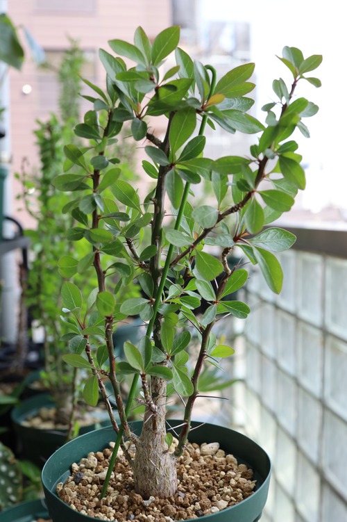 2026_フォークイエリア・ファシクラータ | Fouquieria fasciculata _002