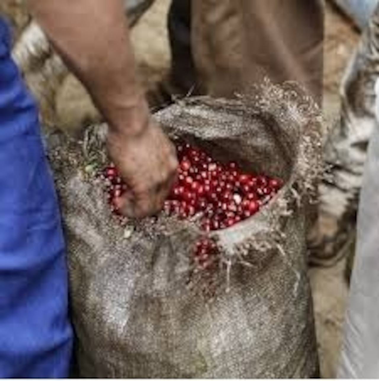 コーヒー　コーヒー豆　自家焙煎　ガテマラ・コンポステラ   □産地:ガテマラ・ウエウエテナンゴ □内容量:200g