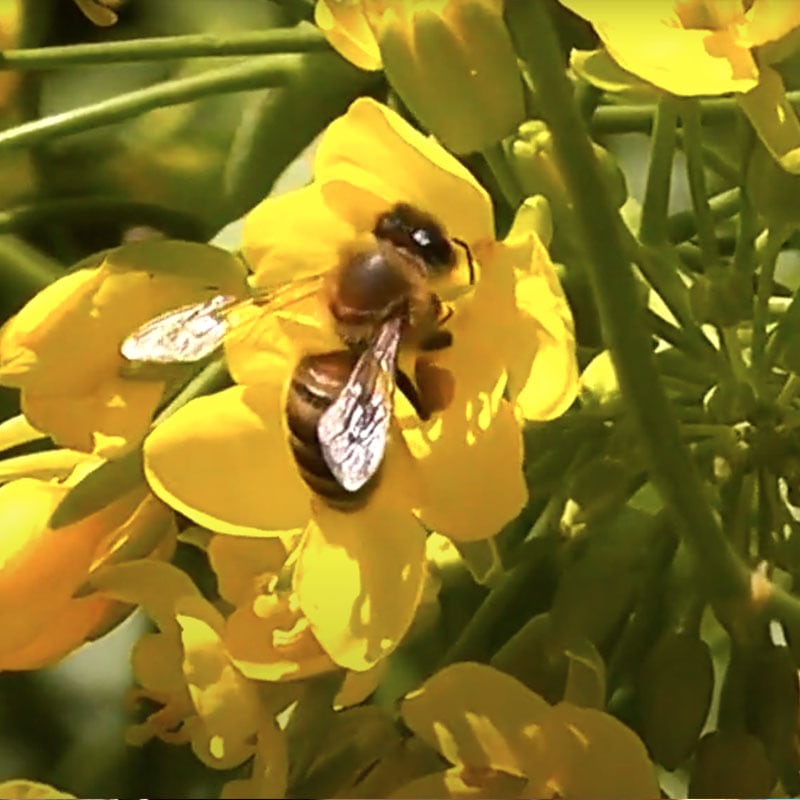 菜の花はちみつ【1.2kg】 | 鈴木養蜂場 はちみつ家