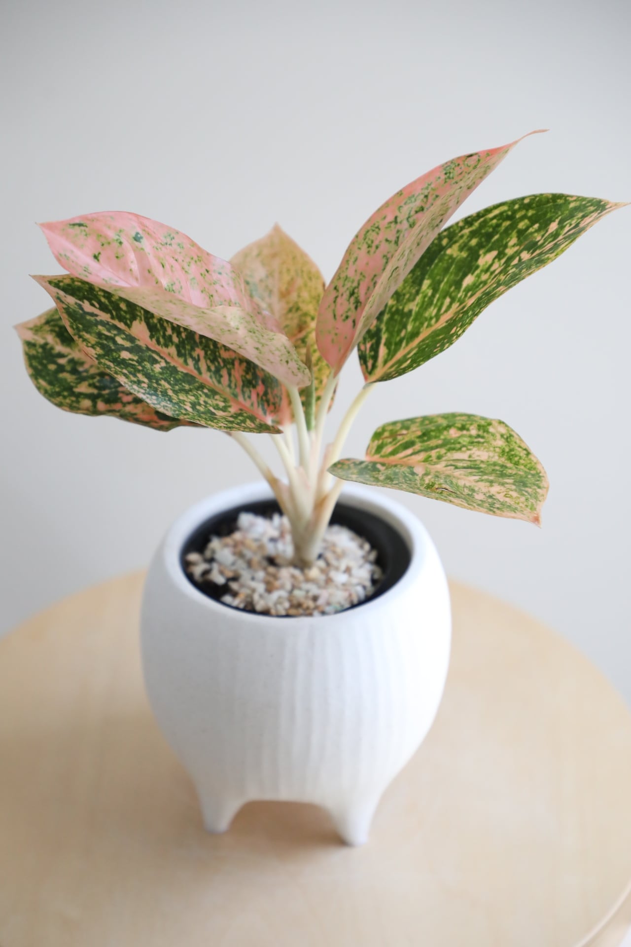 S】アグラオネマ スターダストオレンジ/Aglaonema | 【厳選植物・器