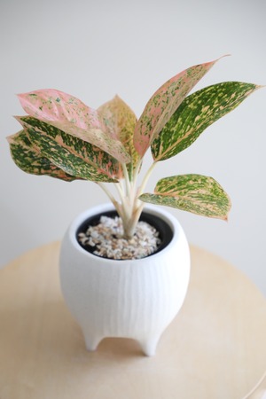 【S】アグラオネマ スターダストオレンジ/Aglaonema