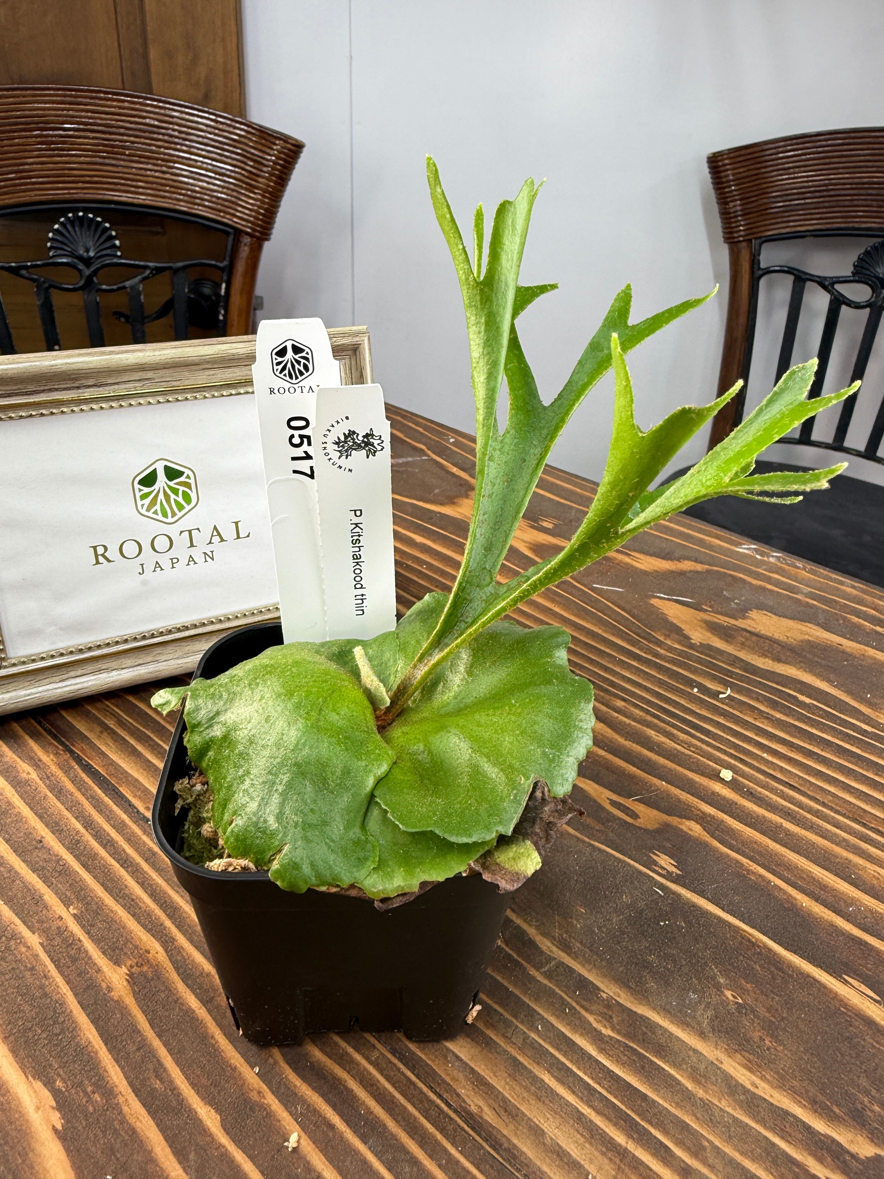 ビカクシダ　ピグマエウム　中株 Frontier Plants】5月24日販売予定のビカクシダの価格と画像を