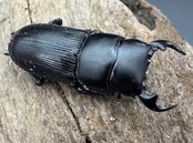 【WD】《ドルクス sp.  ラオス産 30mm ペア》