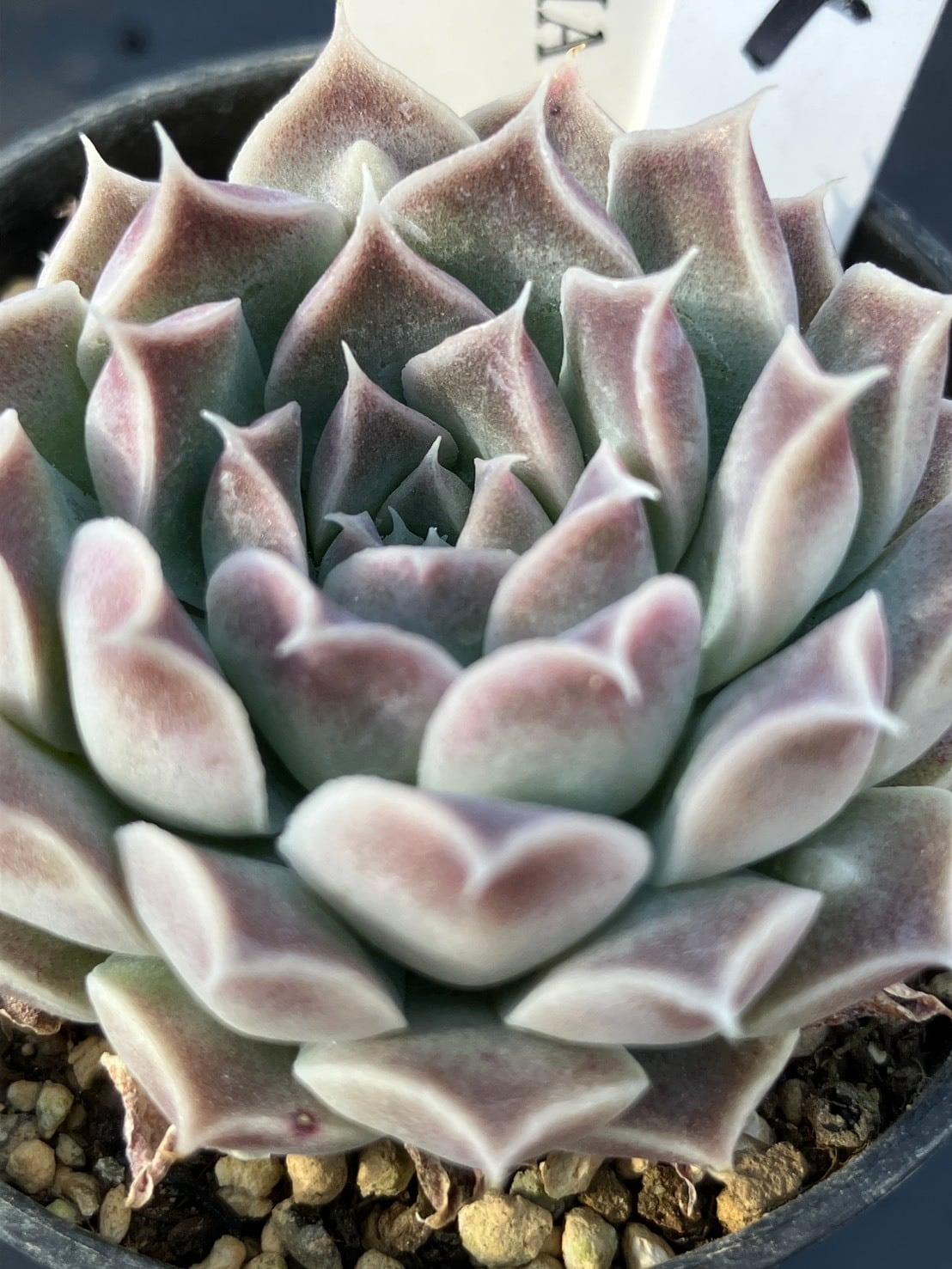 現物商品】elegans La Paz エレガンス ラパス 個数制限あり ④ | 多肉