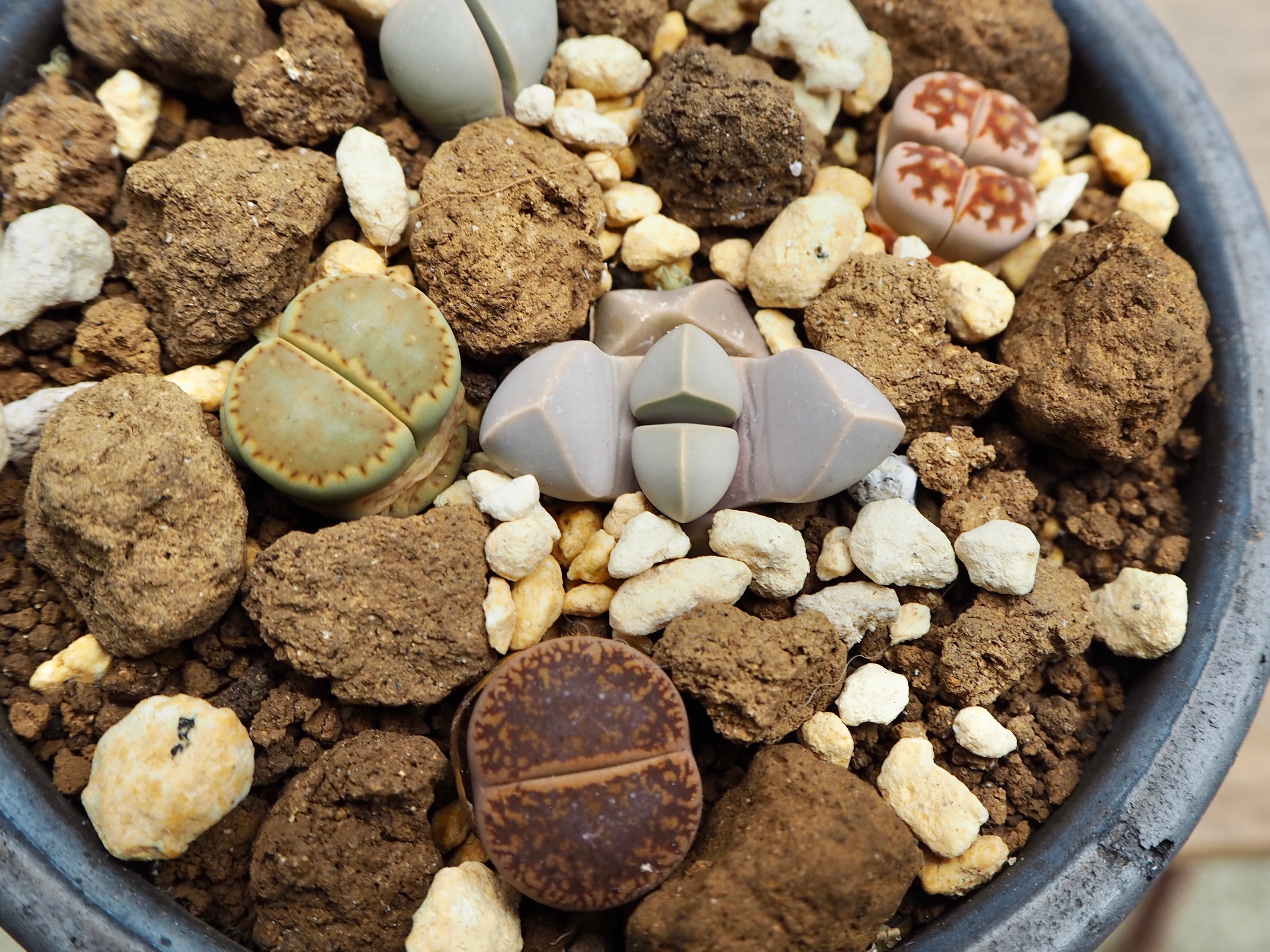 リトープス種子 200種類各5粒ずつ