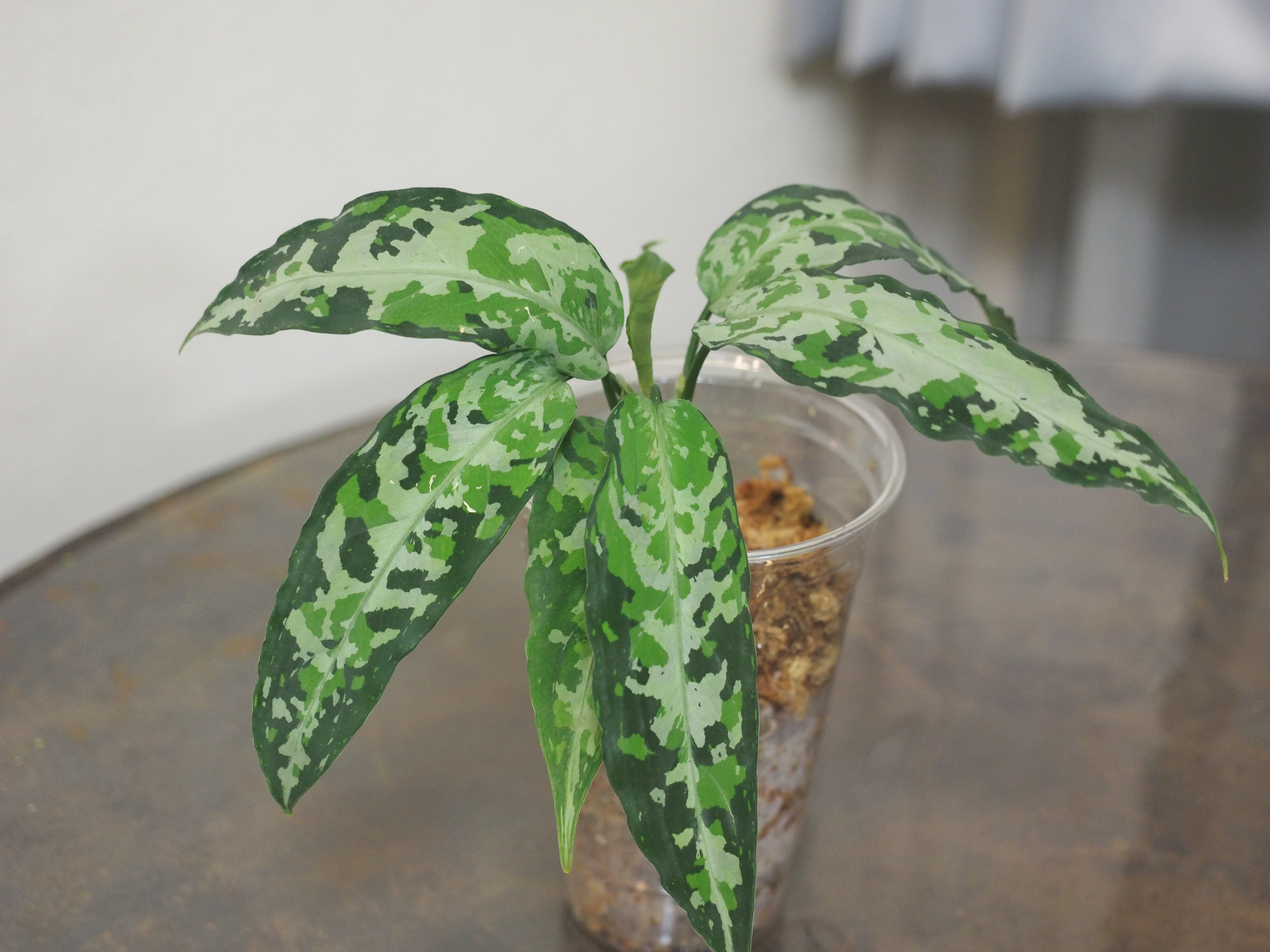 アグラオネマ　ピクタム　aglaonema pictum