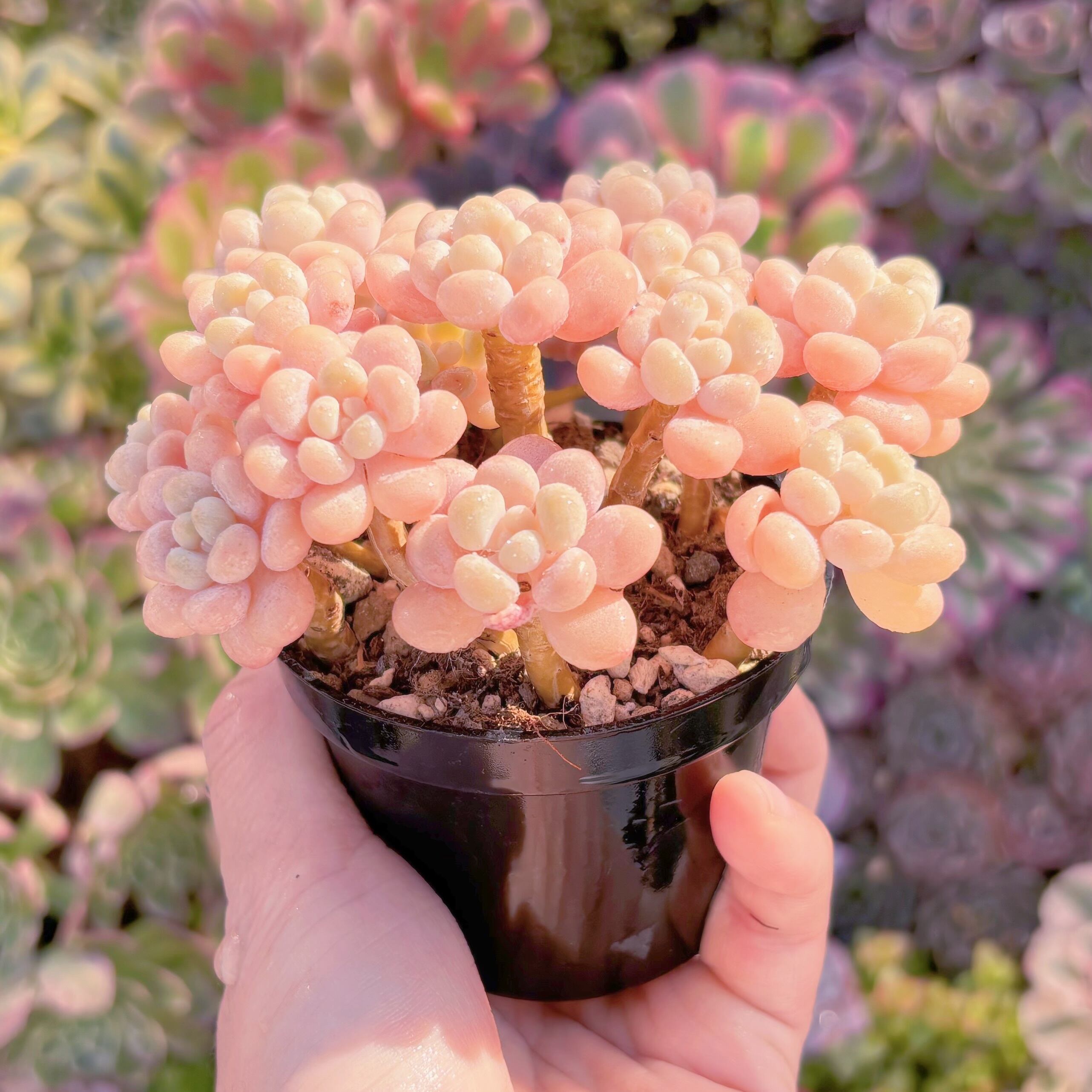 現品 丸葉ストロベリーミルク#1179 群生 るる農園 | るる農園~多肉植物専門