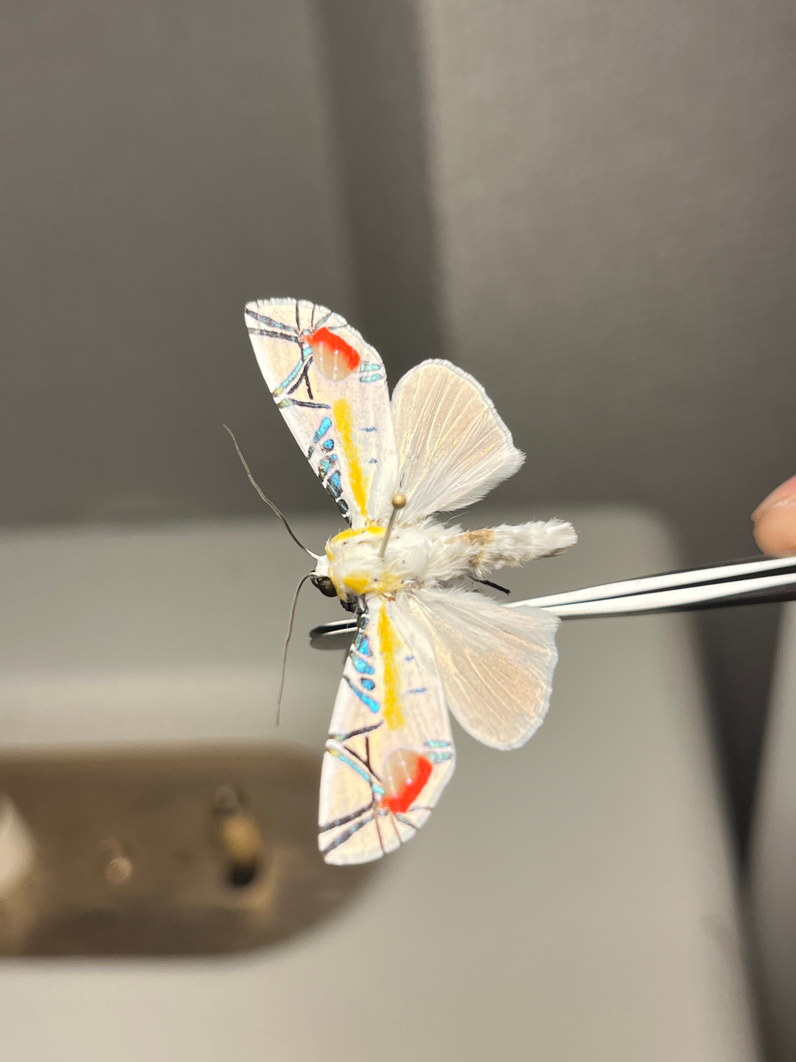 発色良好】ピカソモスタナバタユタカヤガ蛾ルナモスミズアオモルフォ
