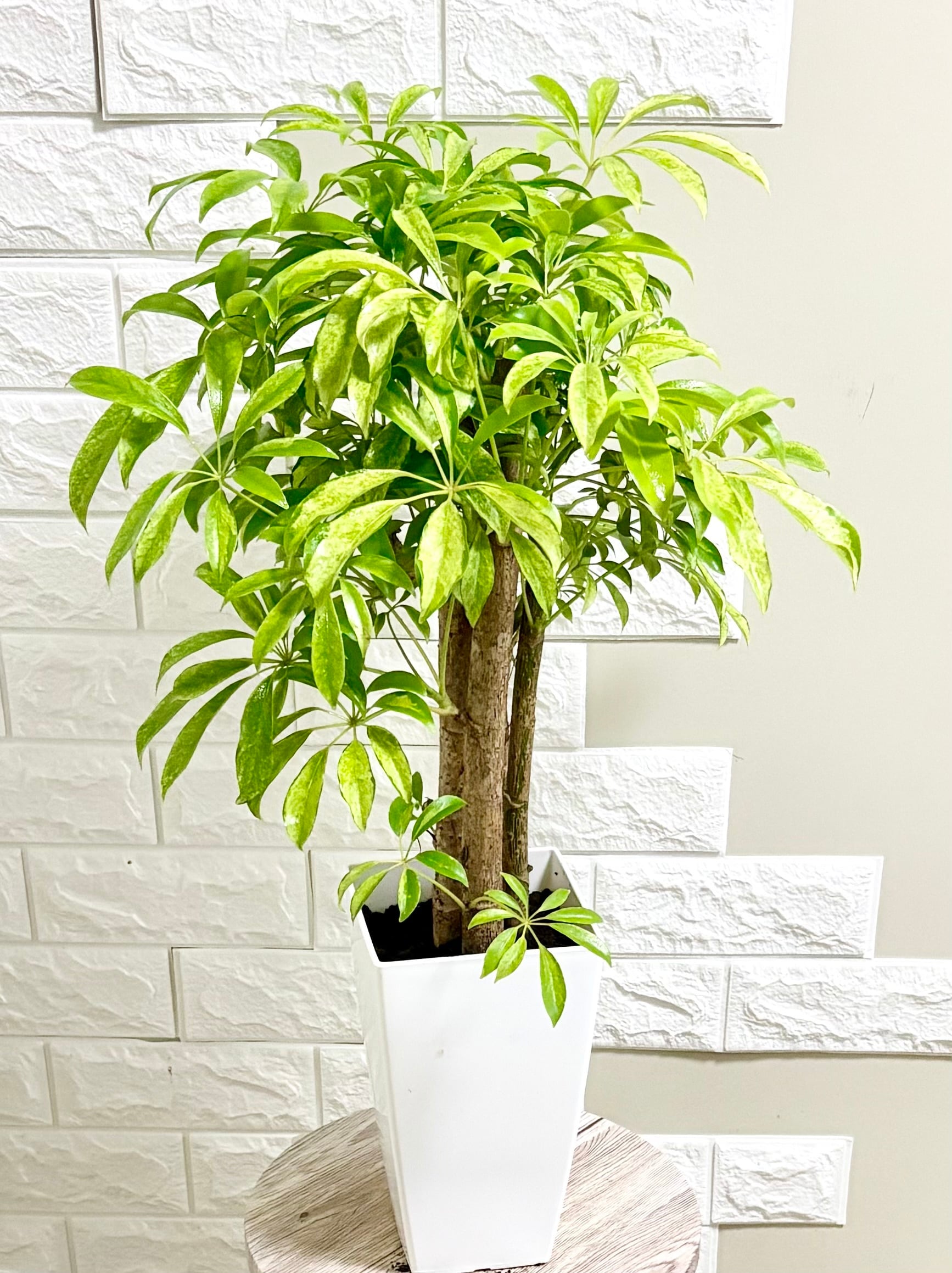 現品】パンダガジュマル 曲がり樹形 観葉植物 | 観葉植物のお店 feerie