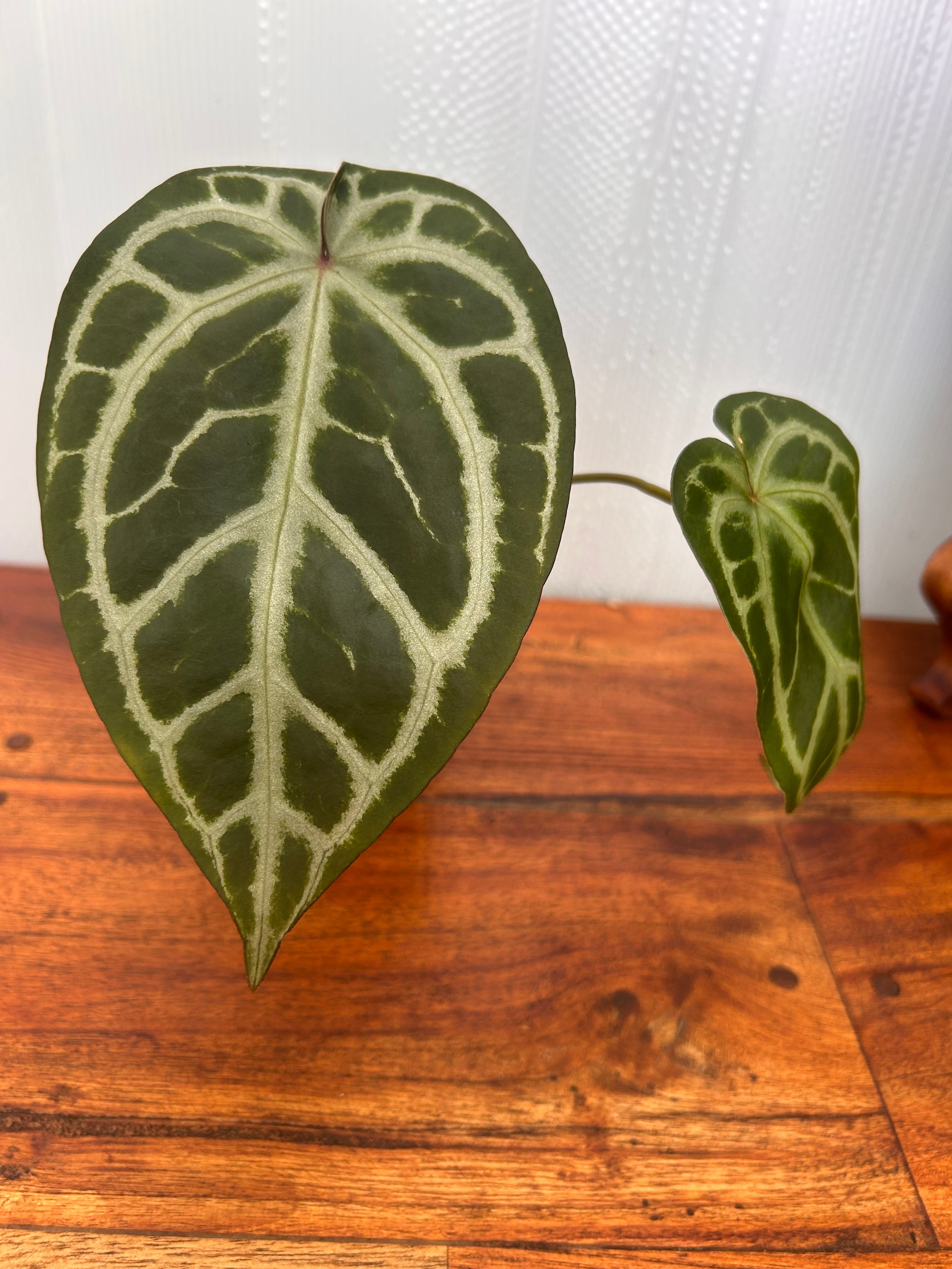 Anthurium | BALI-AN 園芸