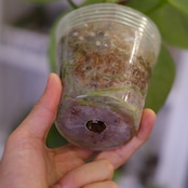 アンスリウム ドラヤキ × シルバーブラッシュ / Anthurium Dorayaki × A. Silver brush⑲/観葉植物