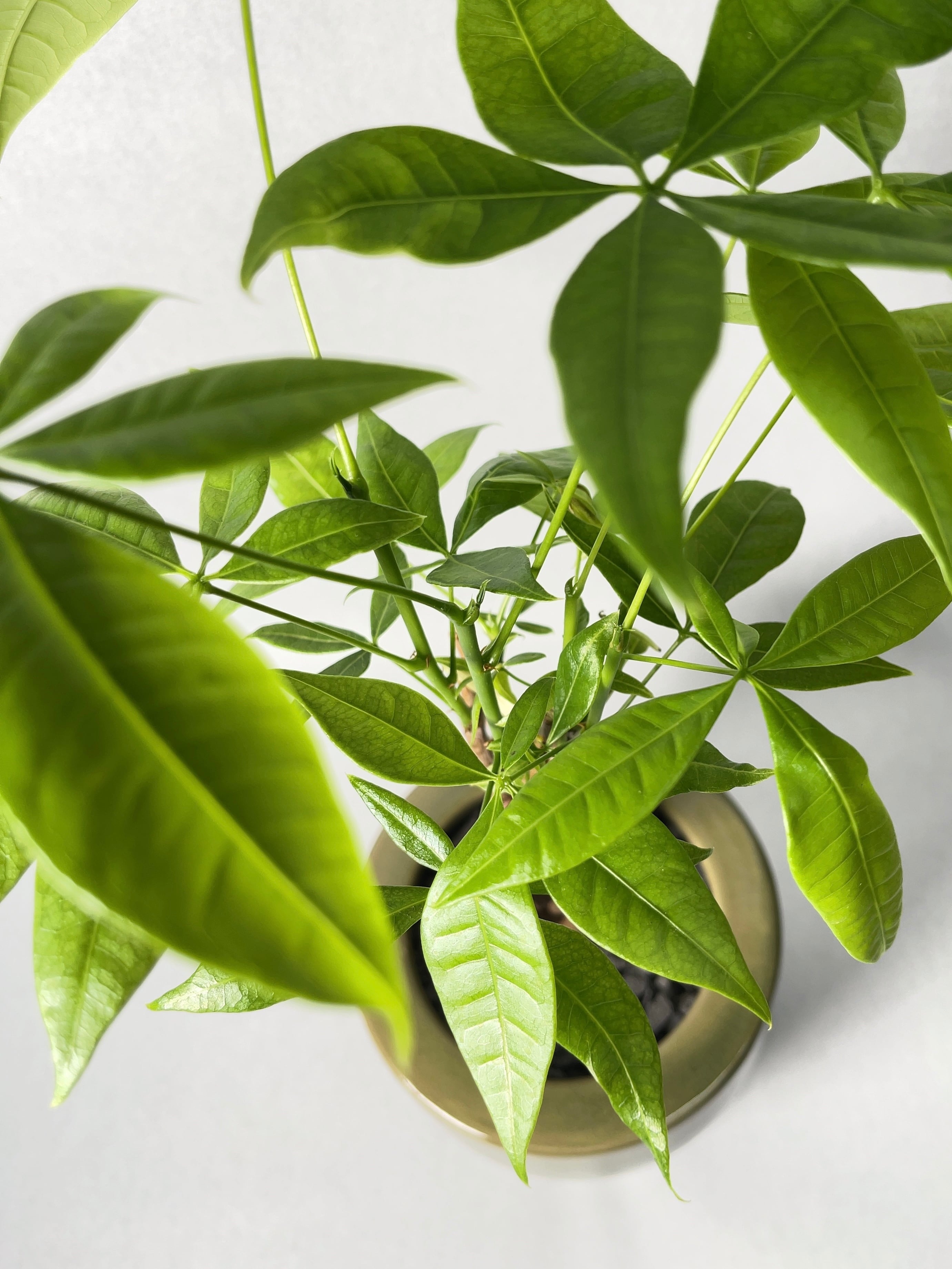 アガベ・コンフェデレートローズ×チタノタ4 | trigger