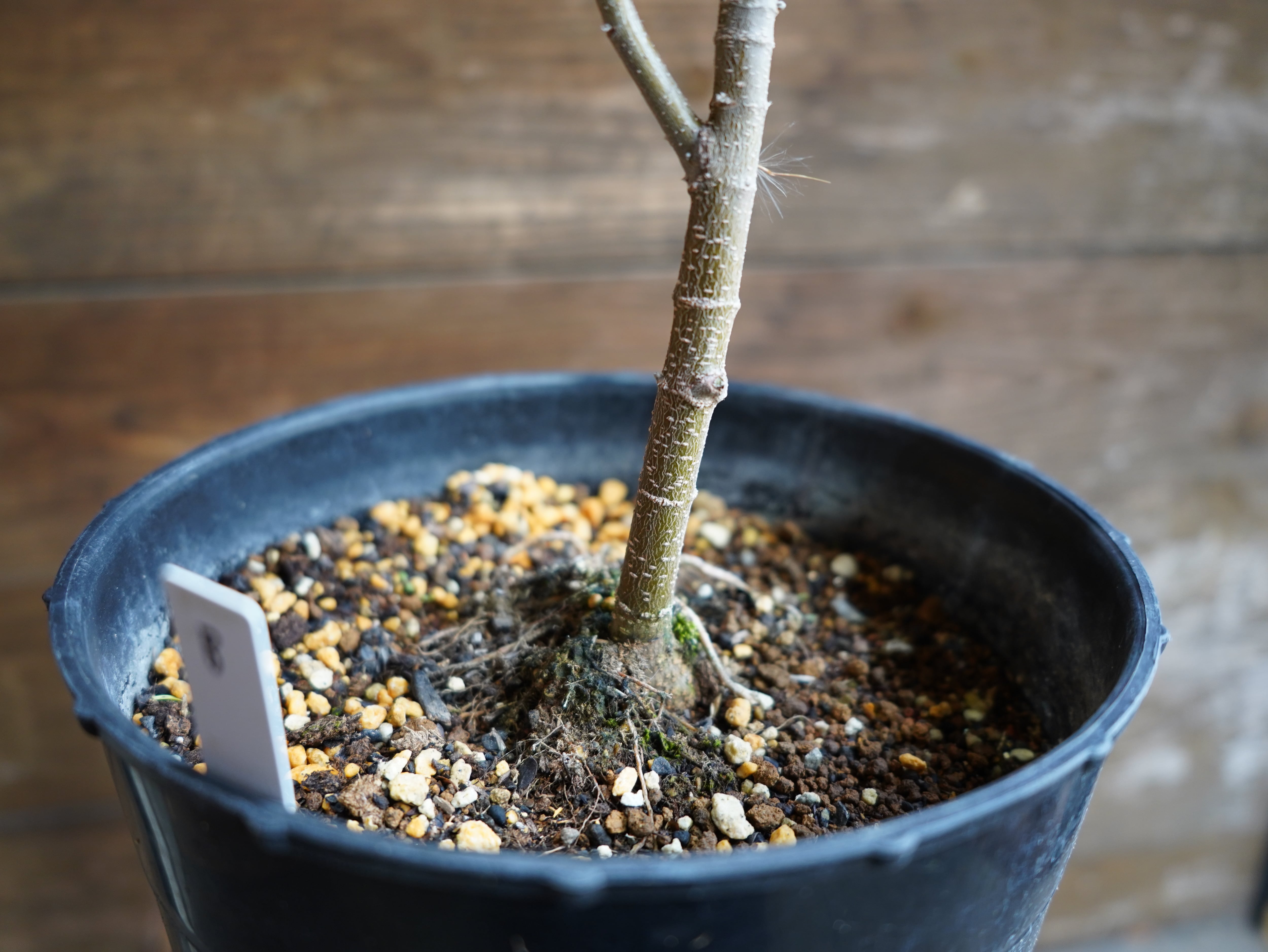 【現物】バンクシア　”セミヌダ”　B