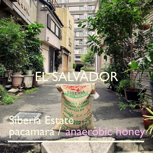EL SALVADOR [a f honey] -中浅煎- 100g　