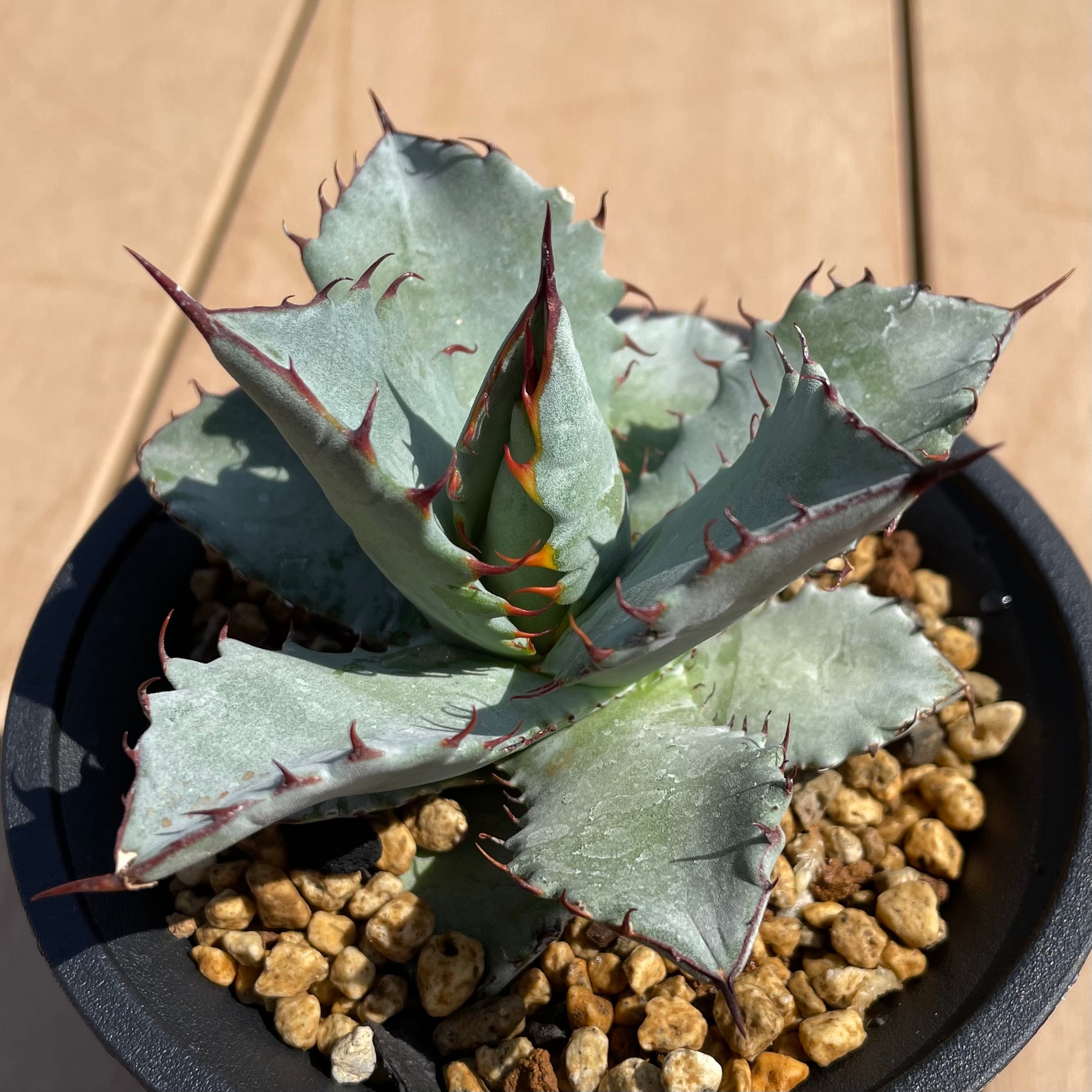 Agave titanota×isithmensis Hyb /4号 ハイブリッド アガベ チタノタ