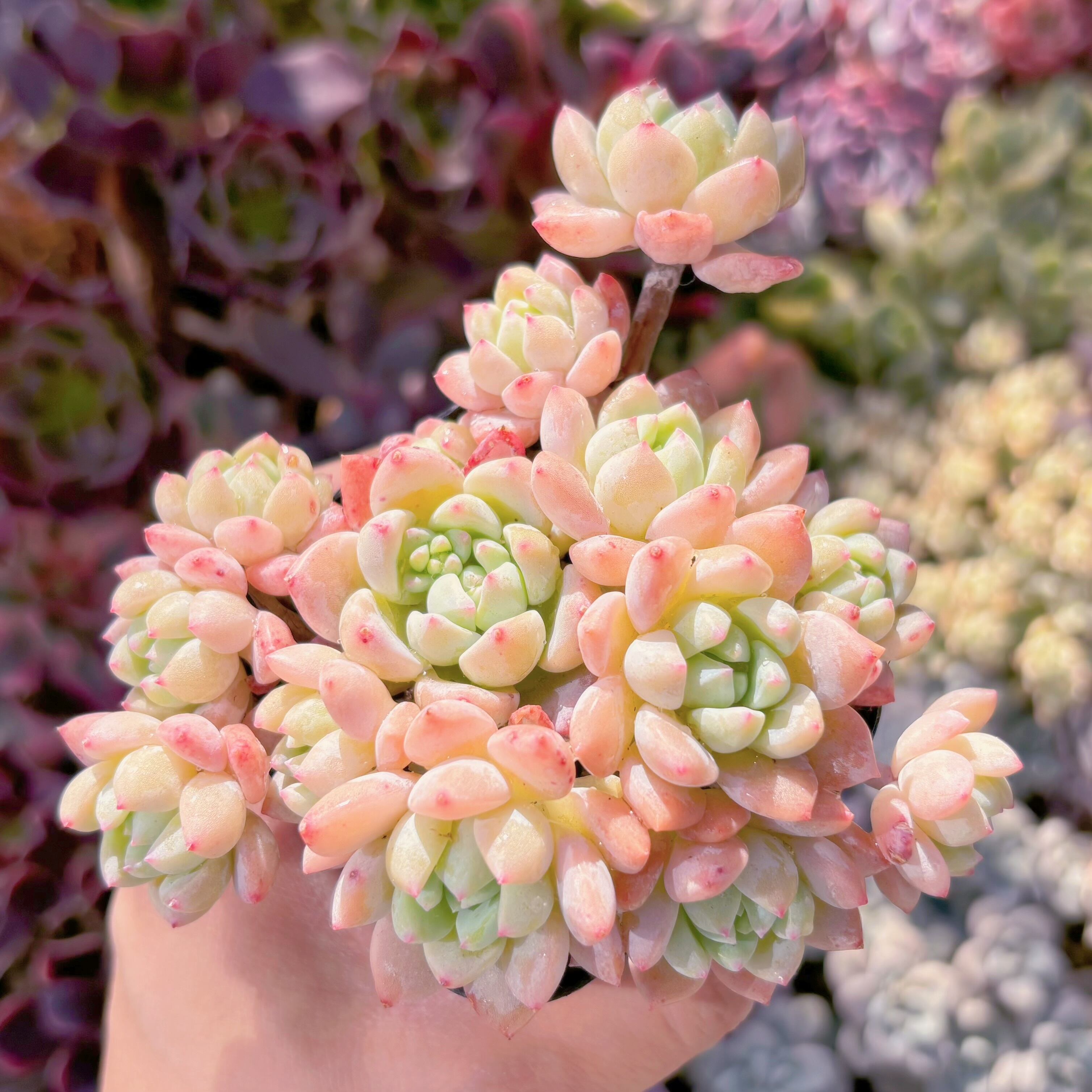 現品　千本桜#222　るる農園