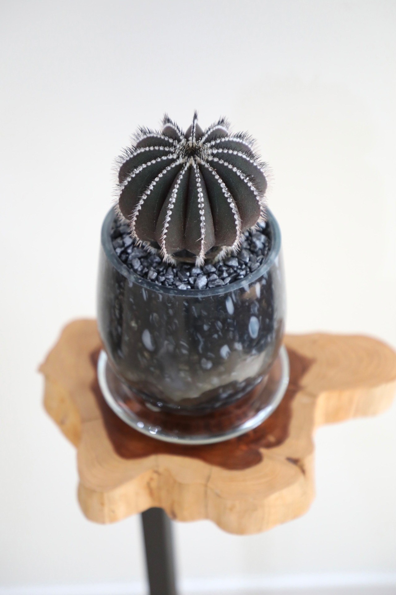 【S】ユーベルマニア・ペクチニフェラ/Uebelmannia pectinifera ※ガラス鉢付き