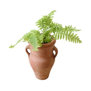 タイワンアオネカズラ