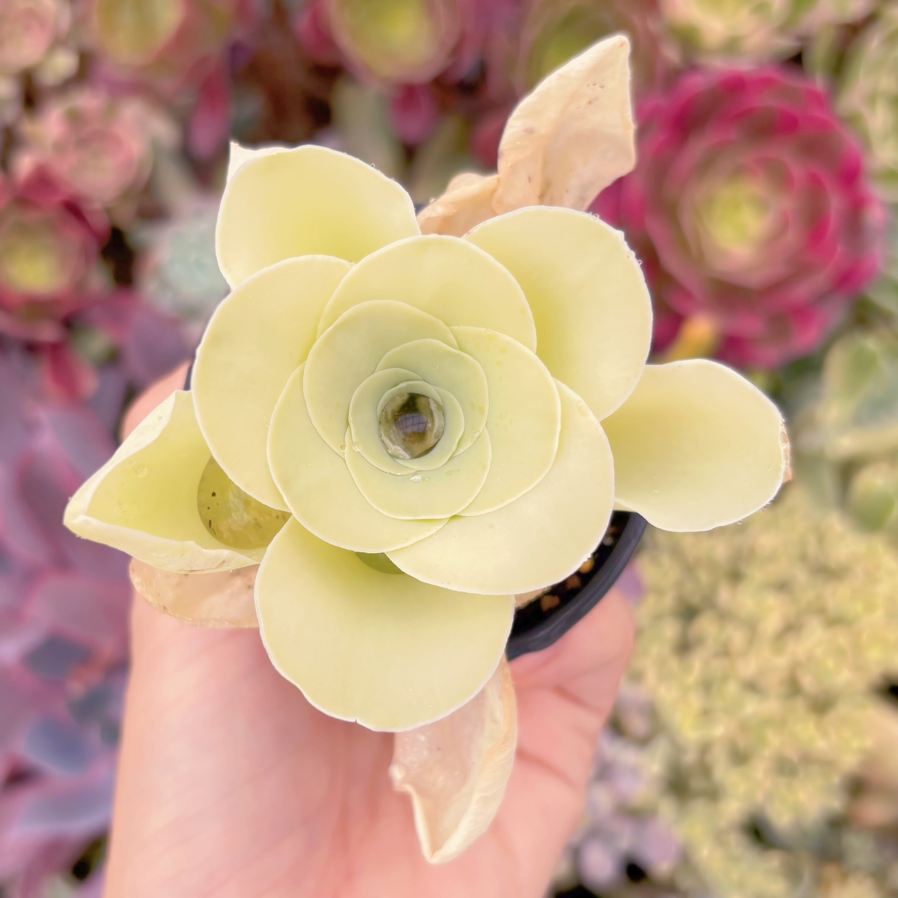 現品　グリーノビア タマゴ#C05　るる農園