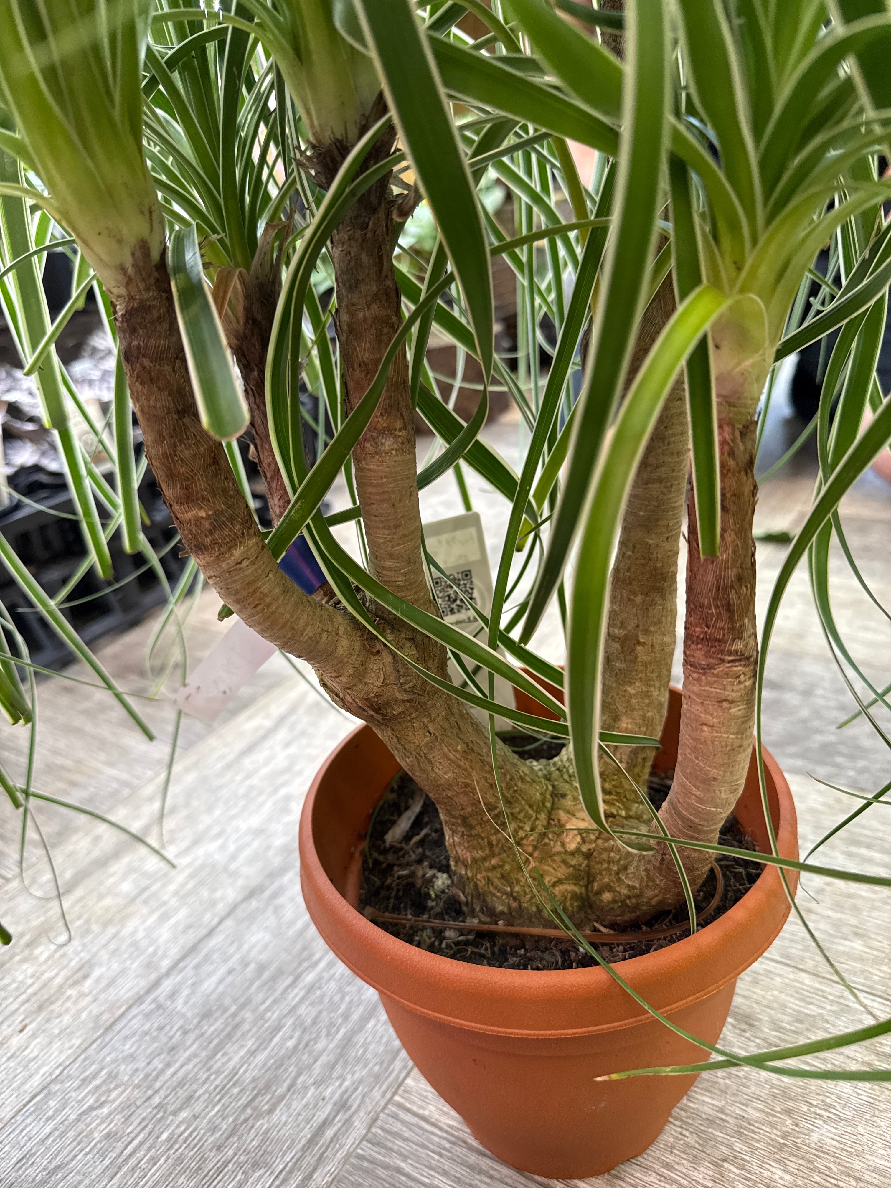 トックリラン 斑入り(覆輪) 'ポニーテール' | Gardenえん 【観葉熱帯植物】