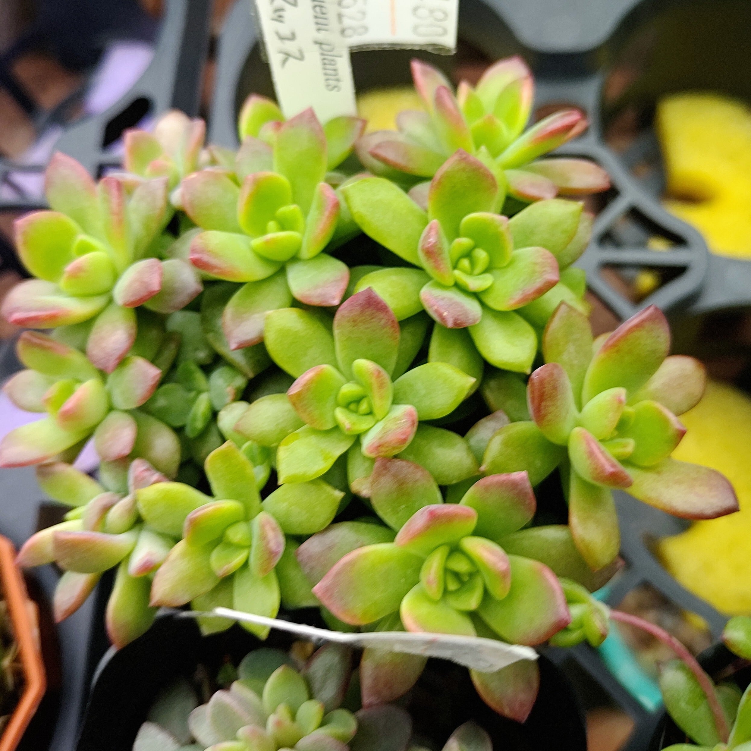 マッコス | RuPo 多肉植物専門店